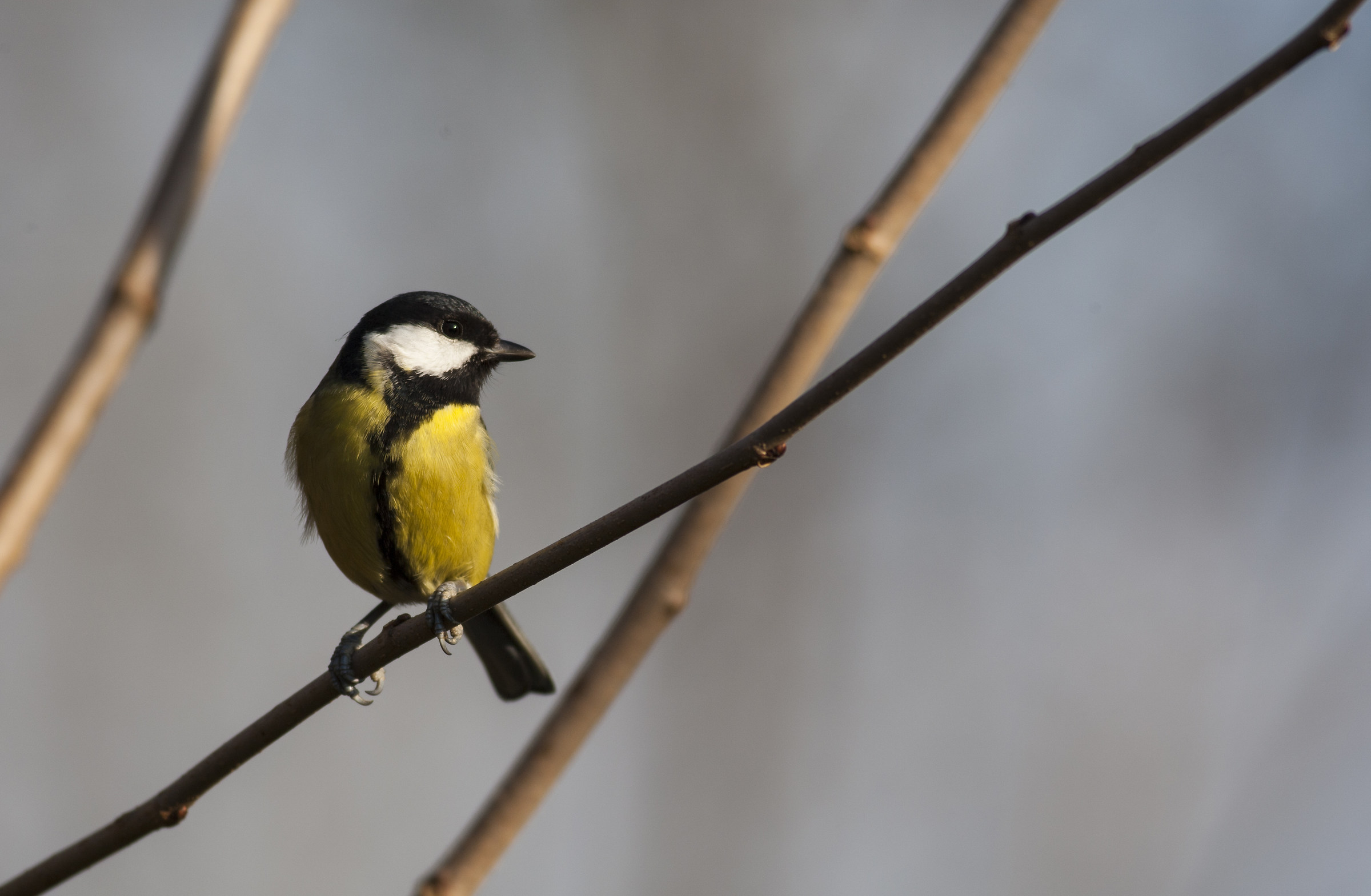 Great Tit