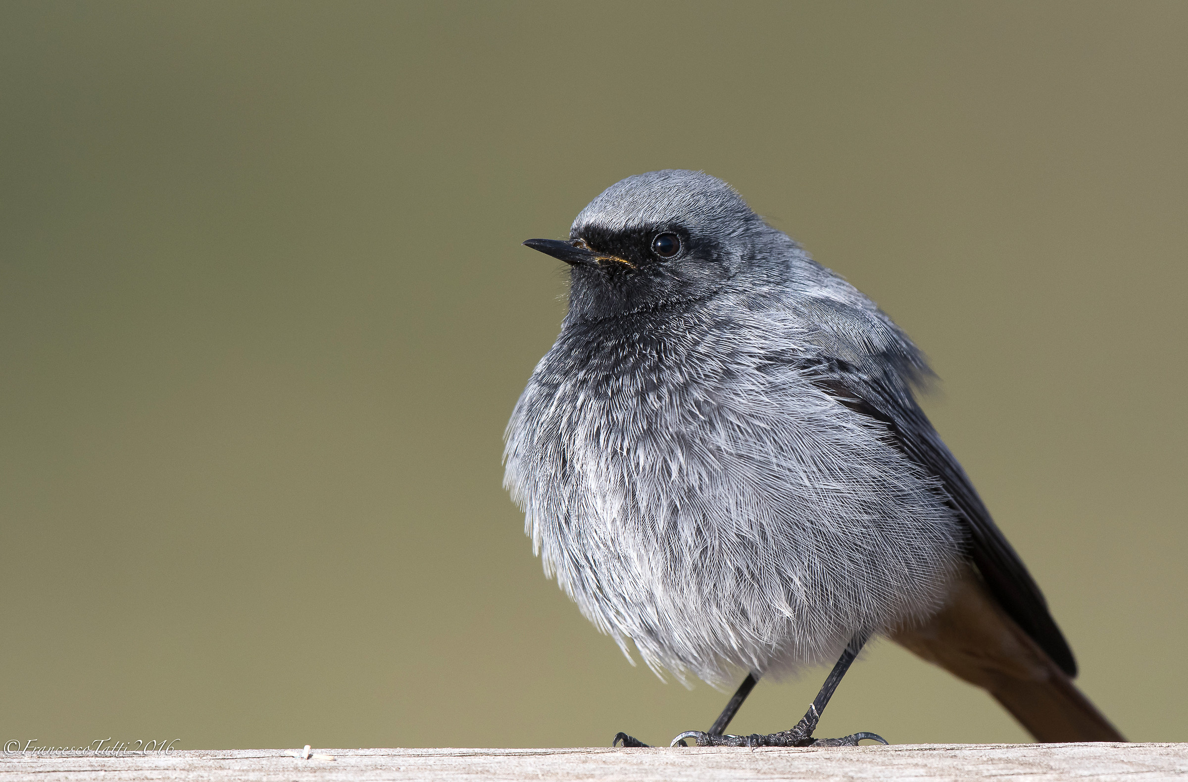 Chimney sweep Redstart