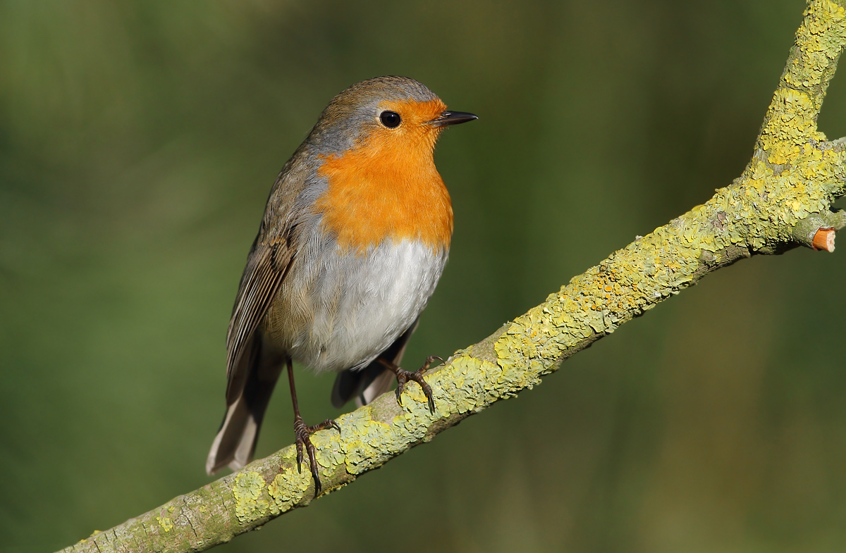 Robin