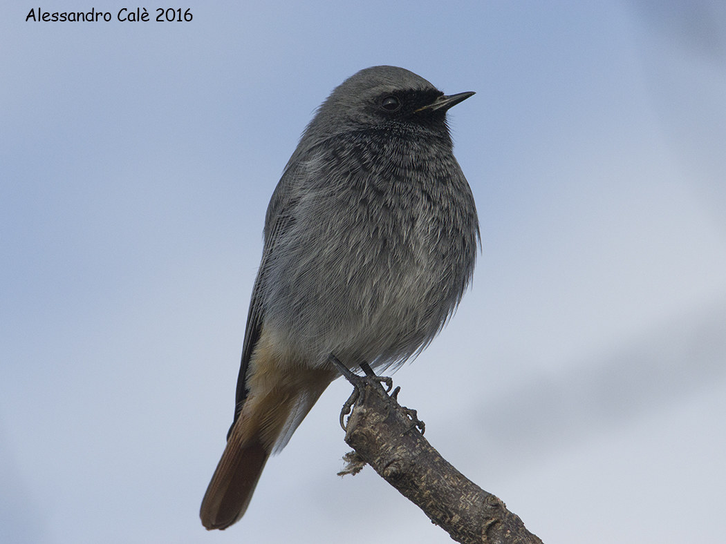 Phoenicurus ochruros (Codorosso spazzacamino) 5533