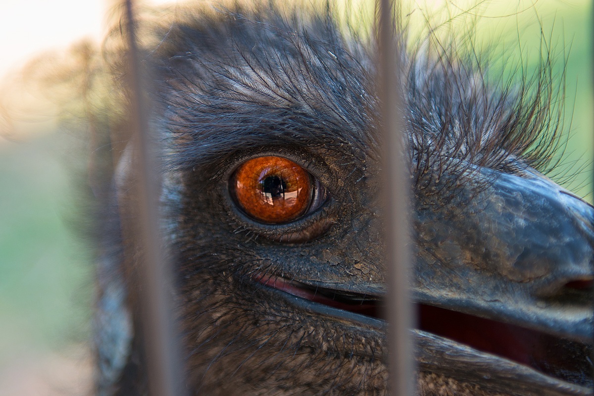 EMU eye ....