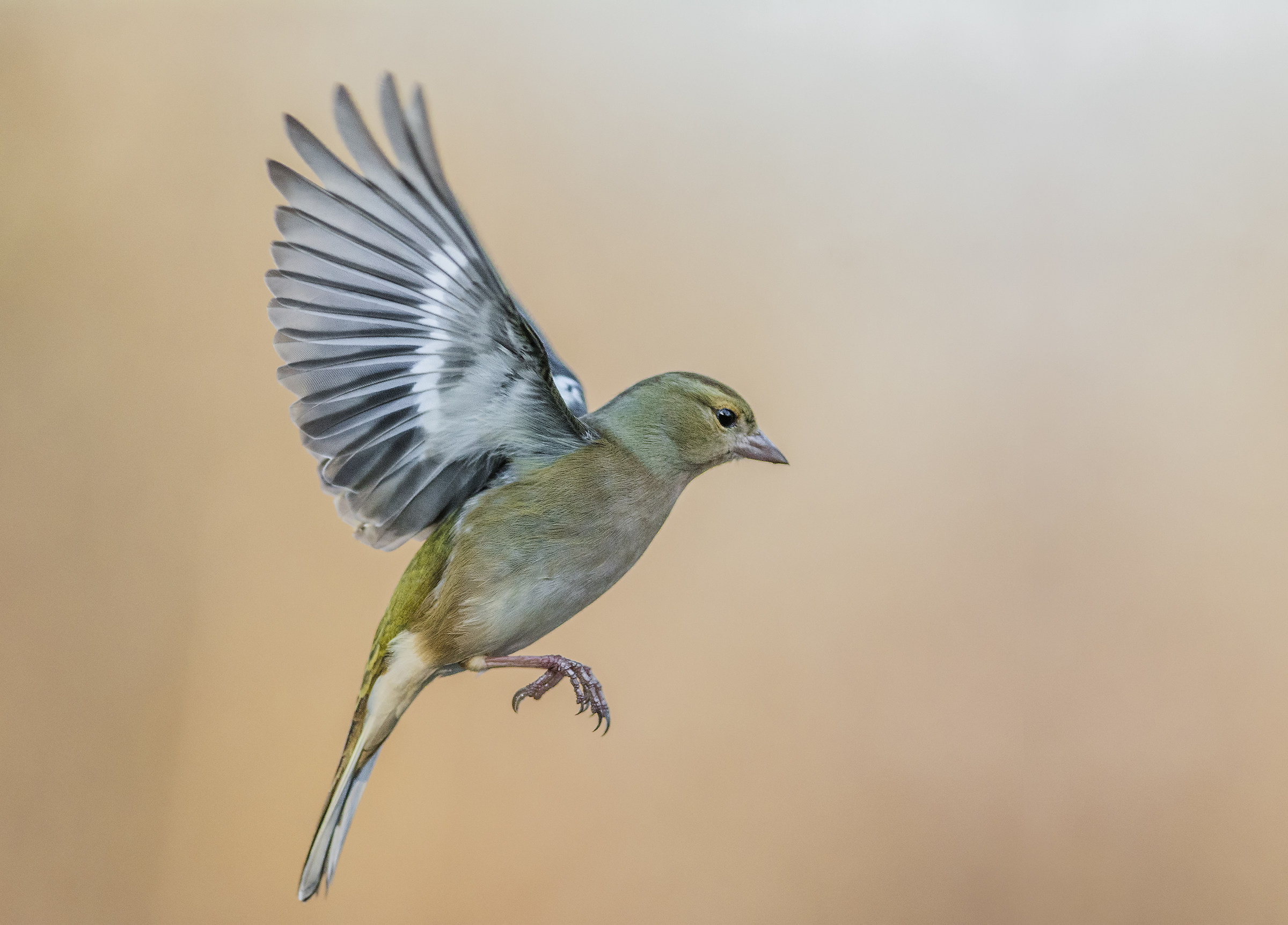 greenfinch