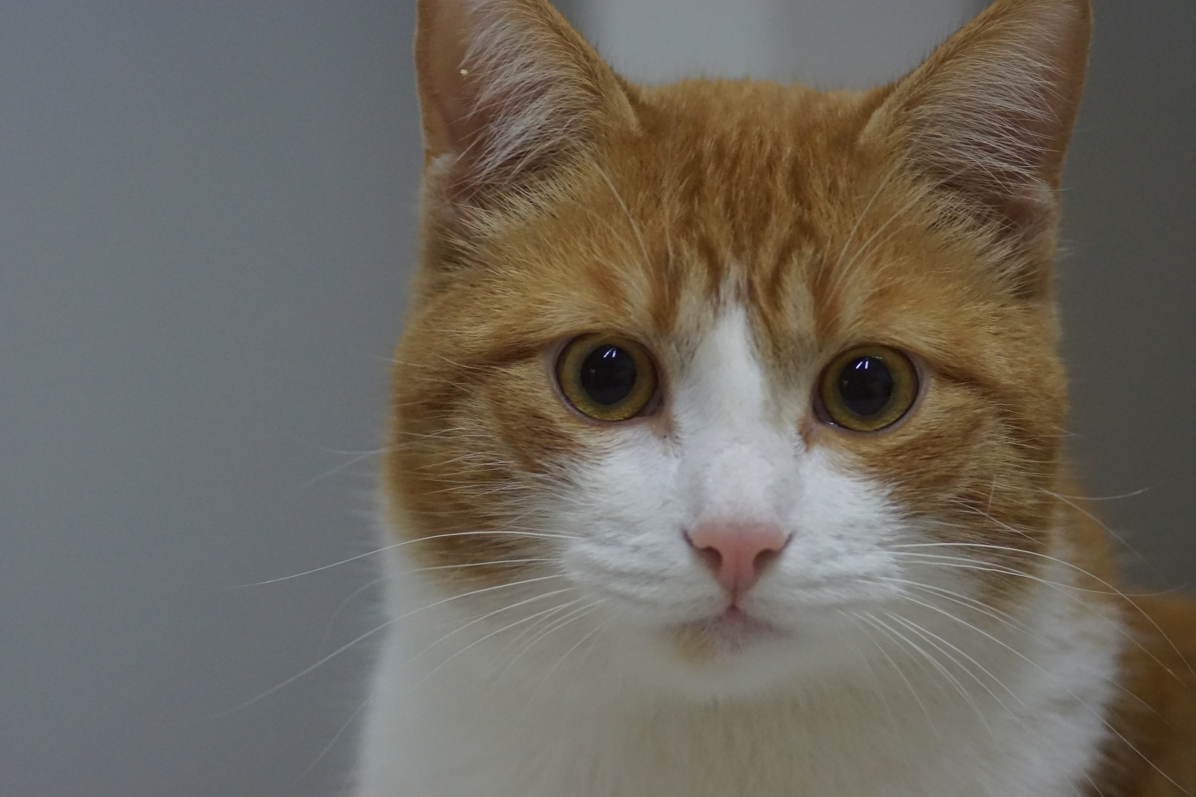 Patrick. Il mio gatto