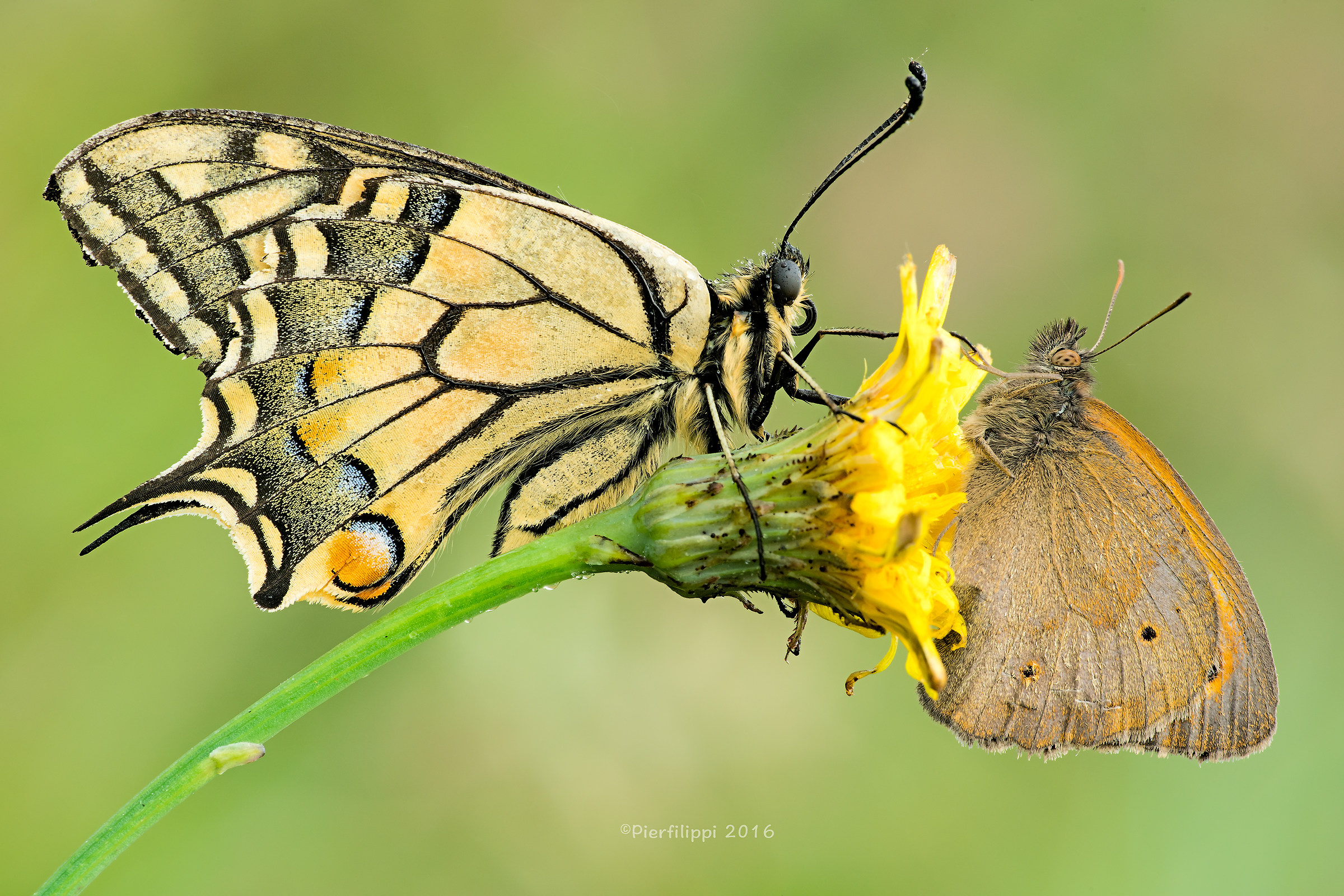 Auguri dal campo dei miracoli..