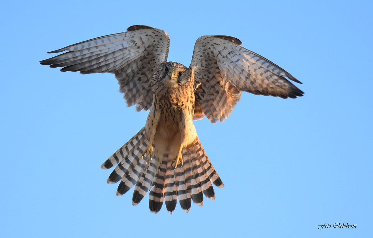 A spirit at sunset ...