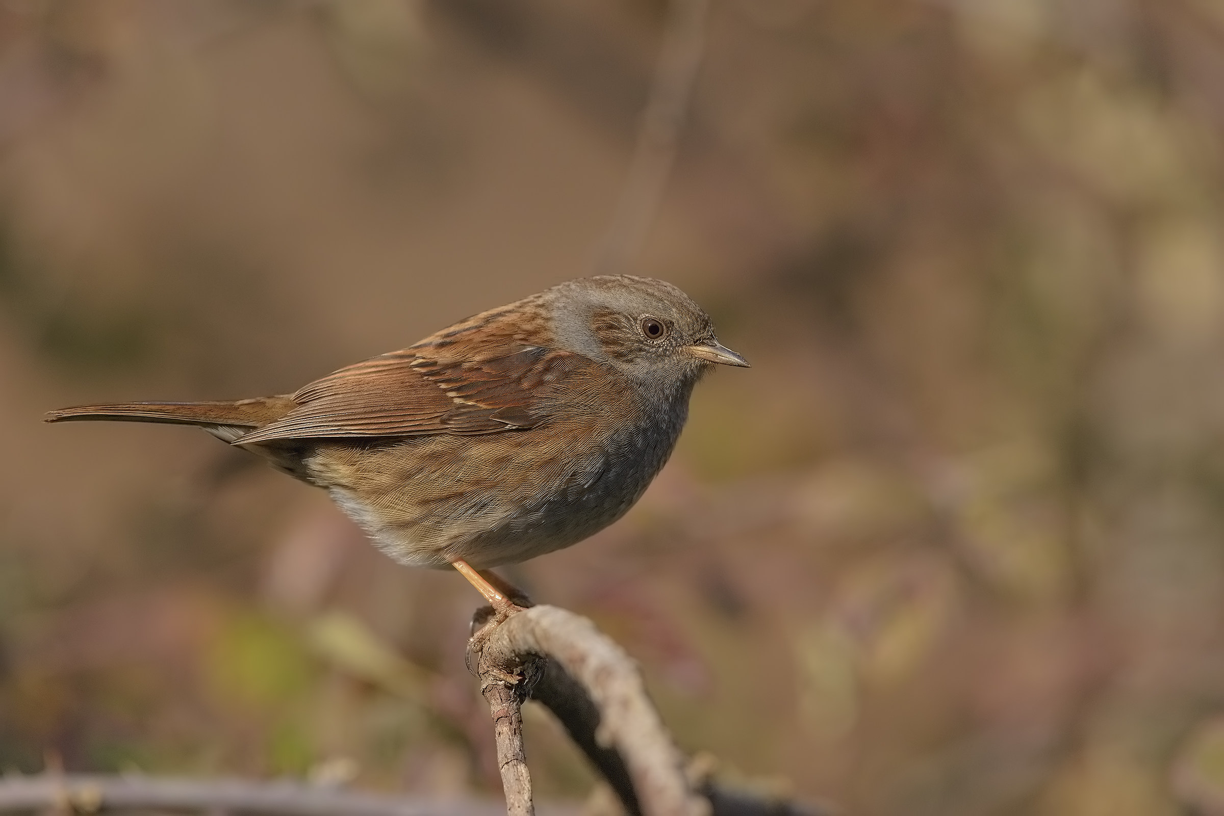 il mio profilo migliore...te gusta
