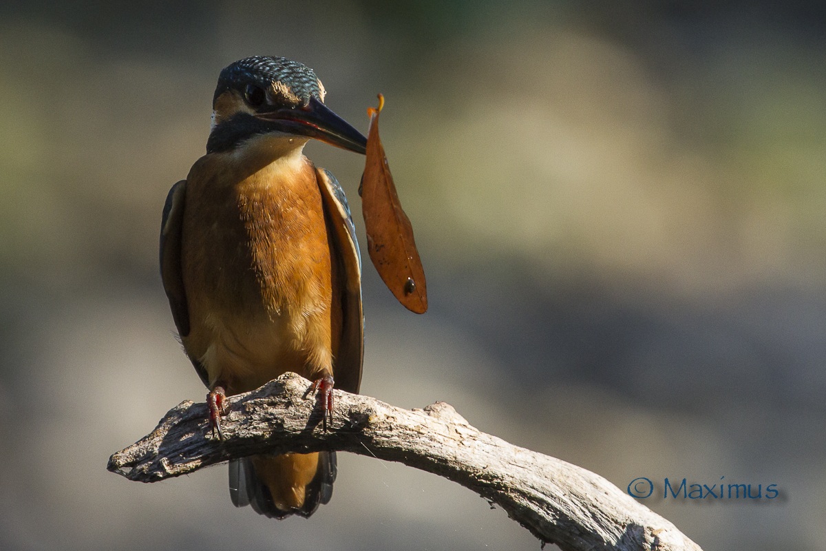 .. la Martina vegetariana...