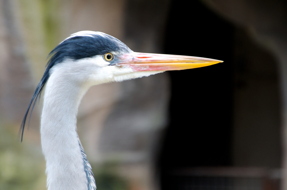 Ardea cinerea Linnaeus