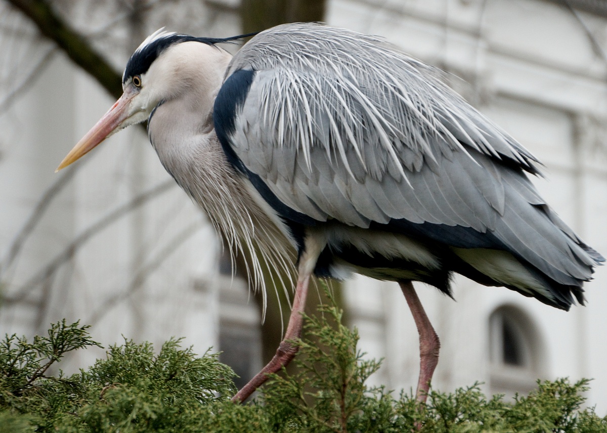 Ardea cinerea Linnaeus