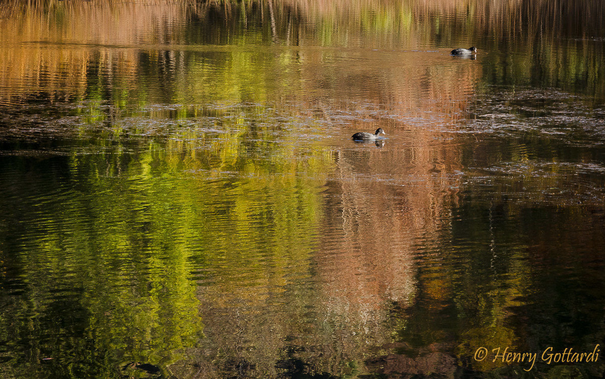Folaghe in una colata autunnale
