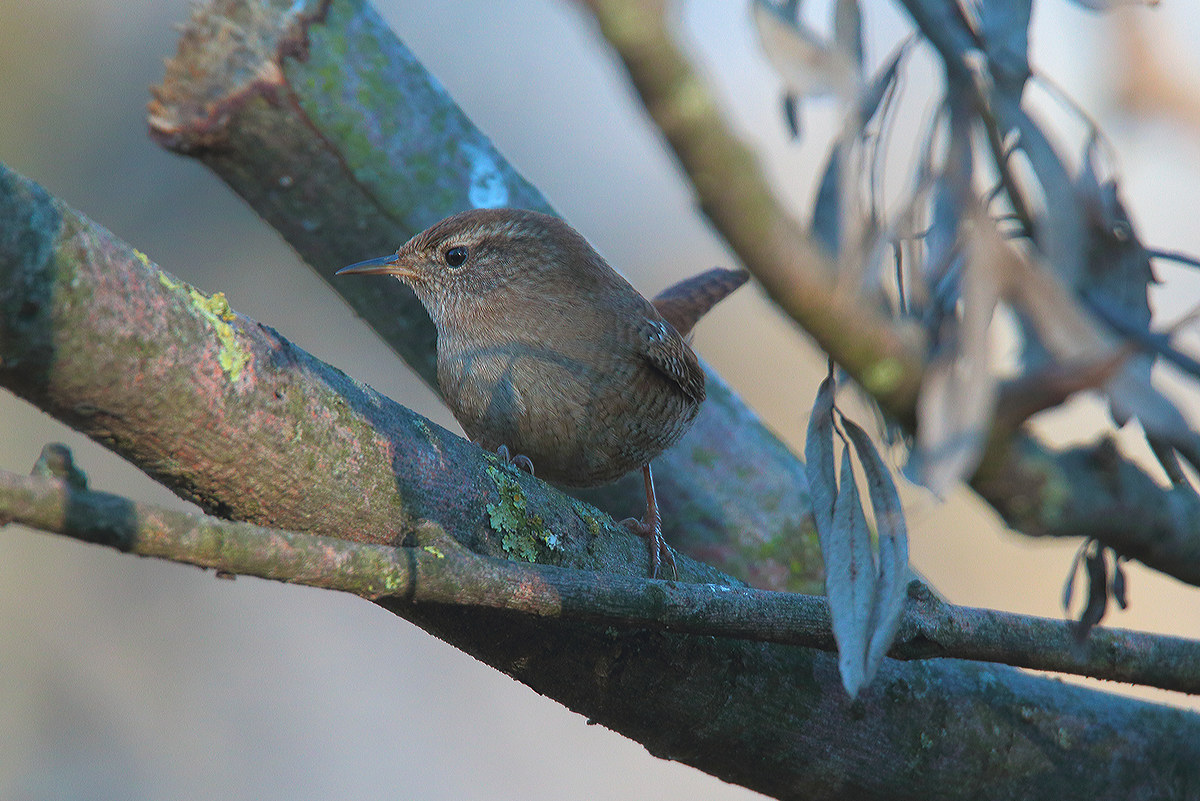 wren