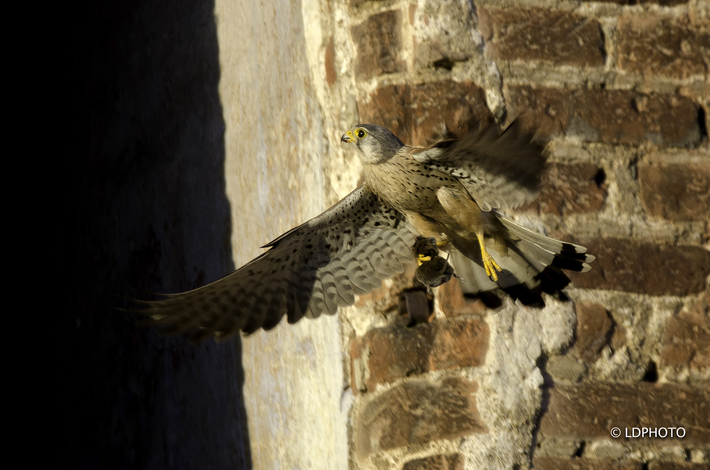 Kestrel with prey