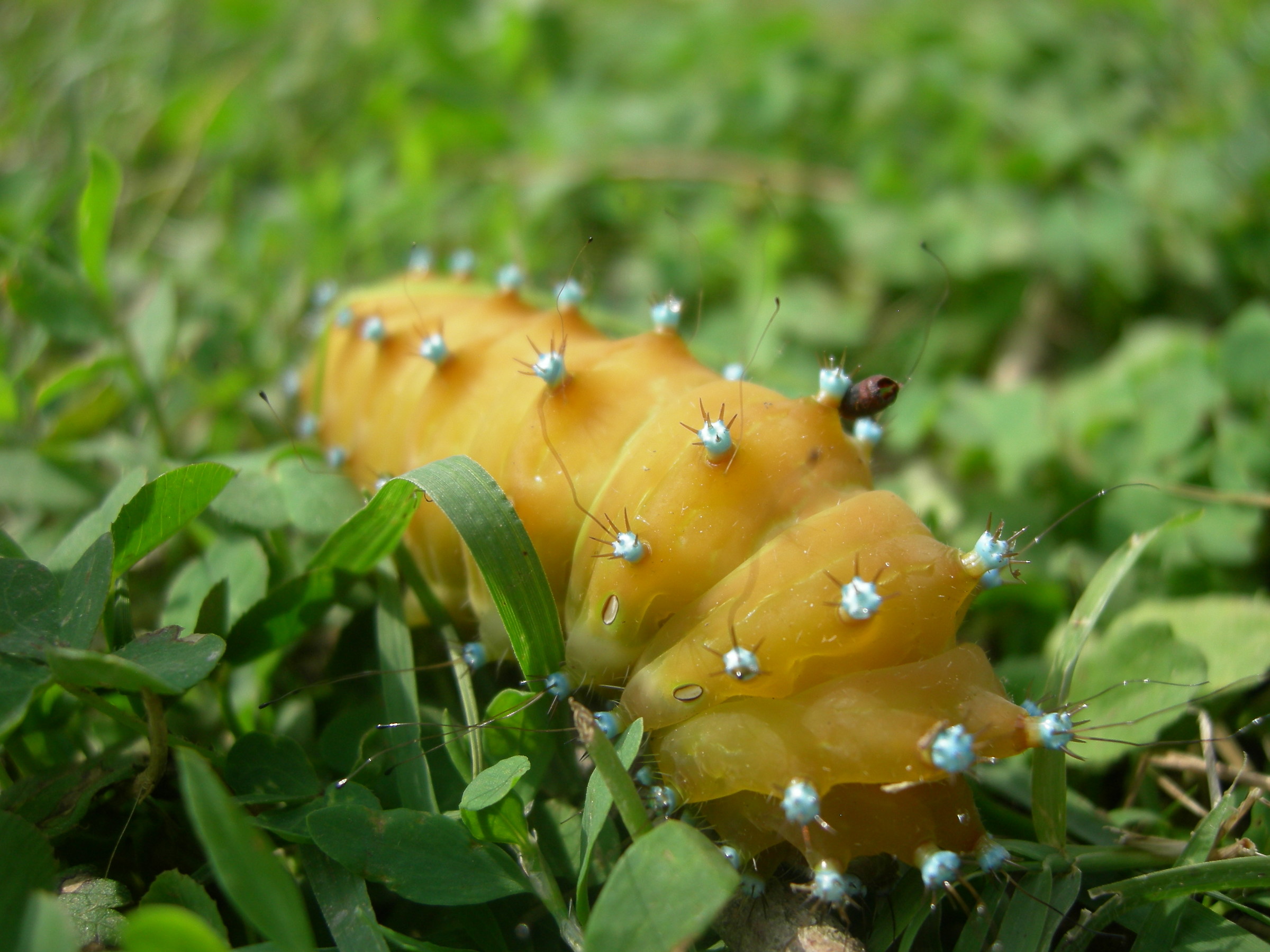 bruco falena gigante pavone