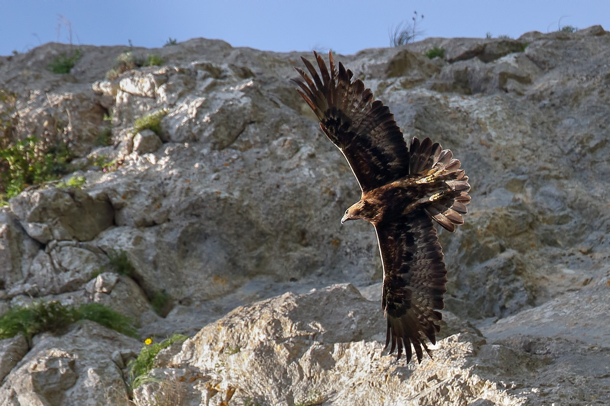 Incontro inaspettato