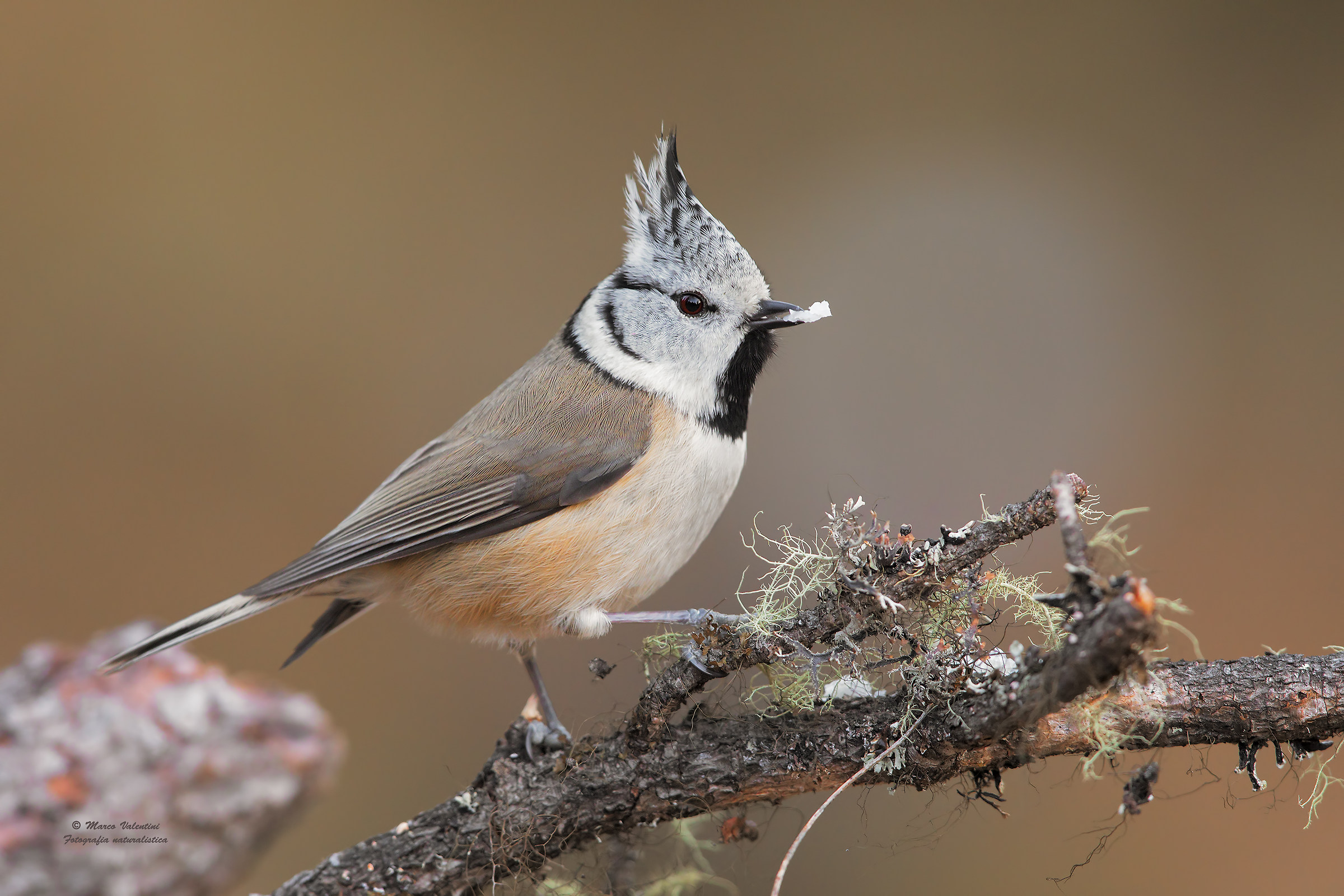 Crested Tit