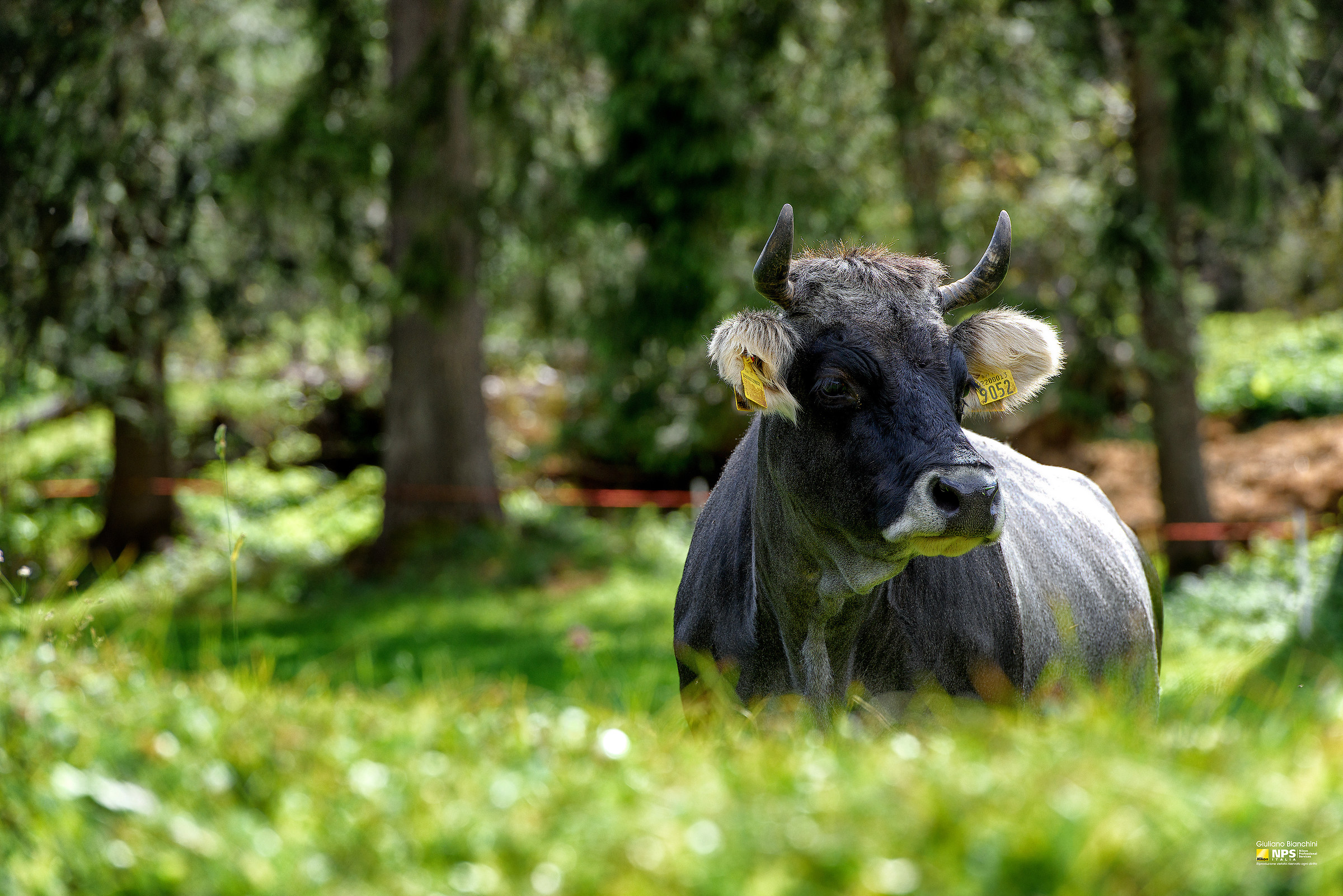 gea - val di rabbi (tn)