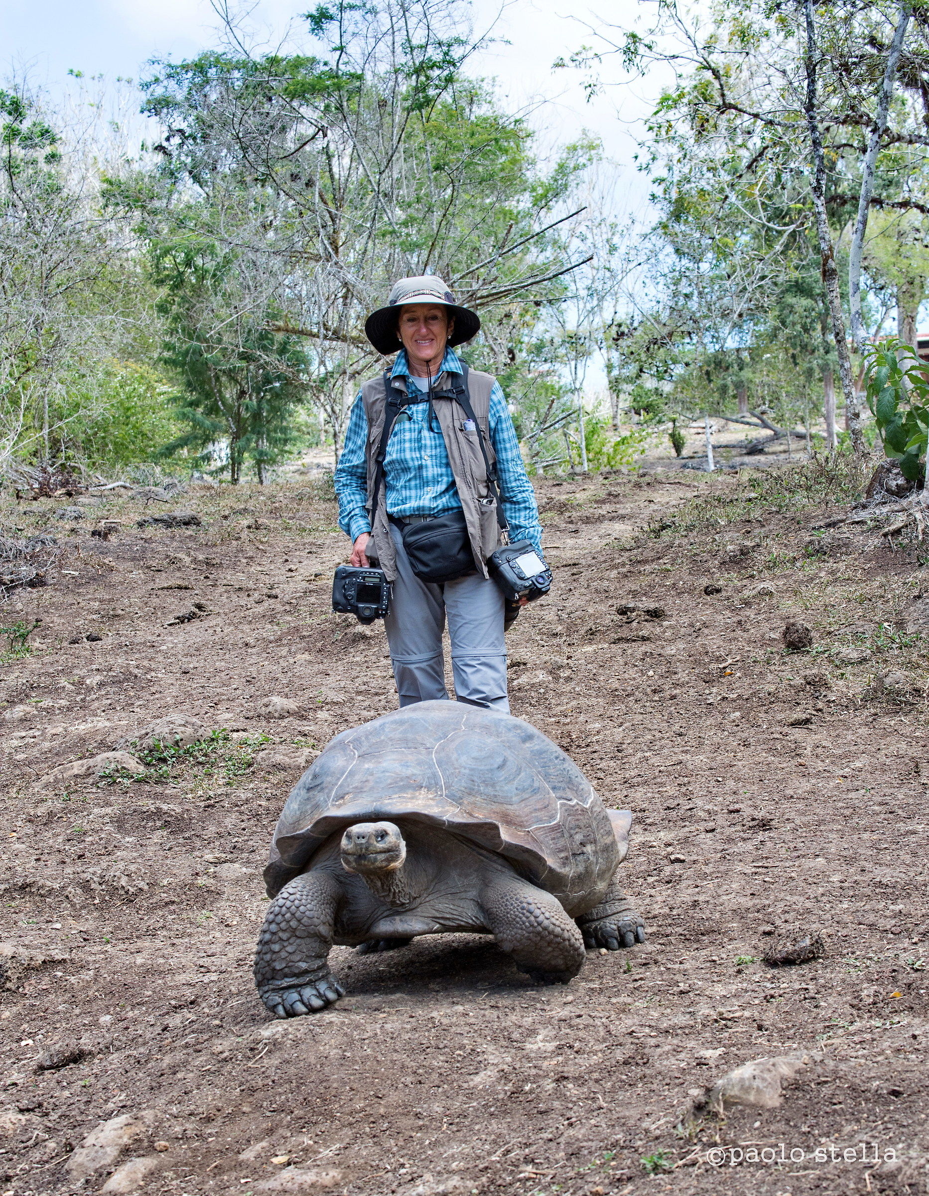 la taglia della tartaruga
