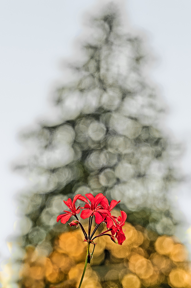Un fiore sotto l'albero di Natale