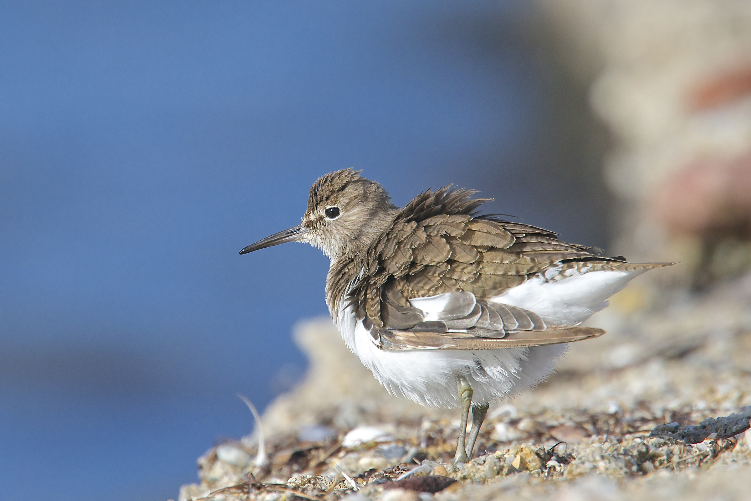 Sandpipers ruffled