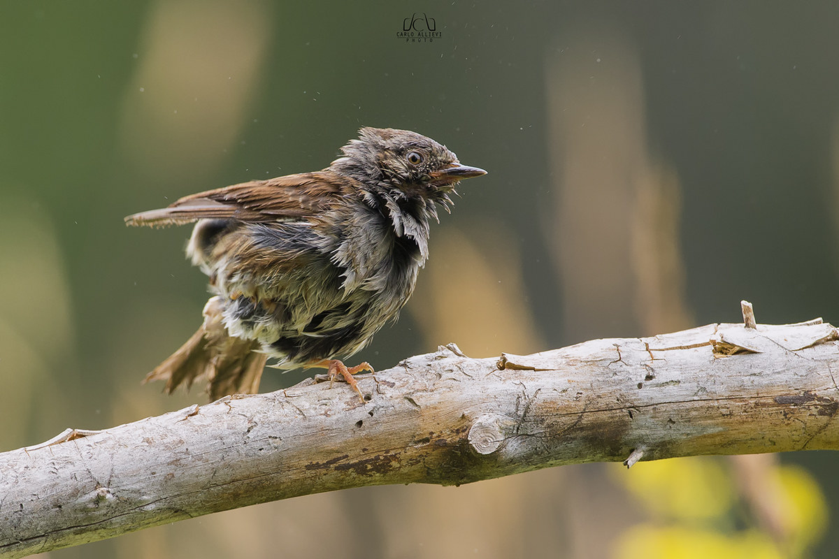 Dunnock