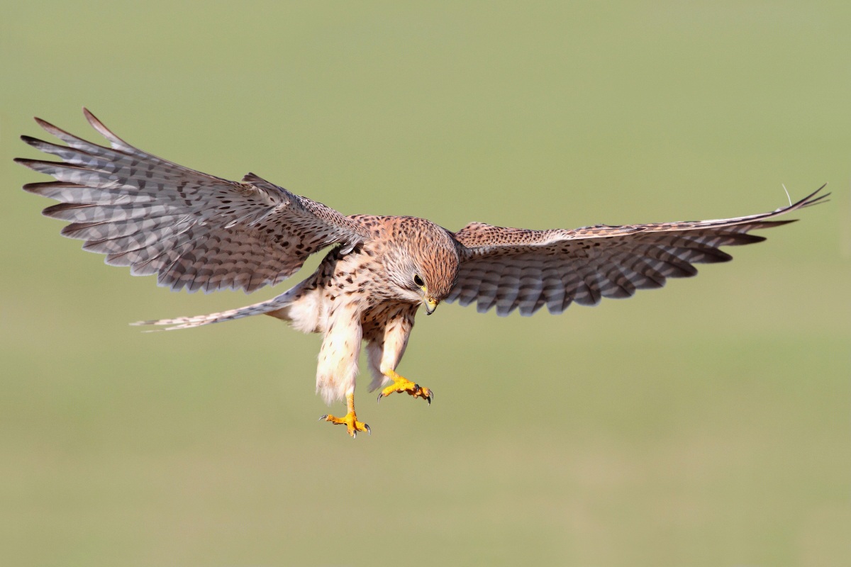 kestrel