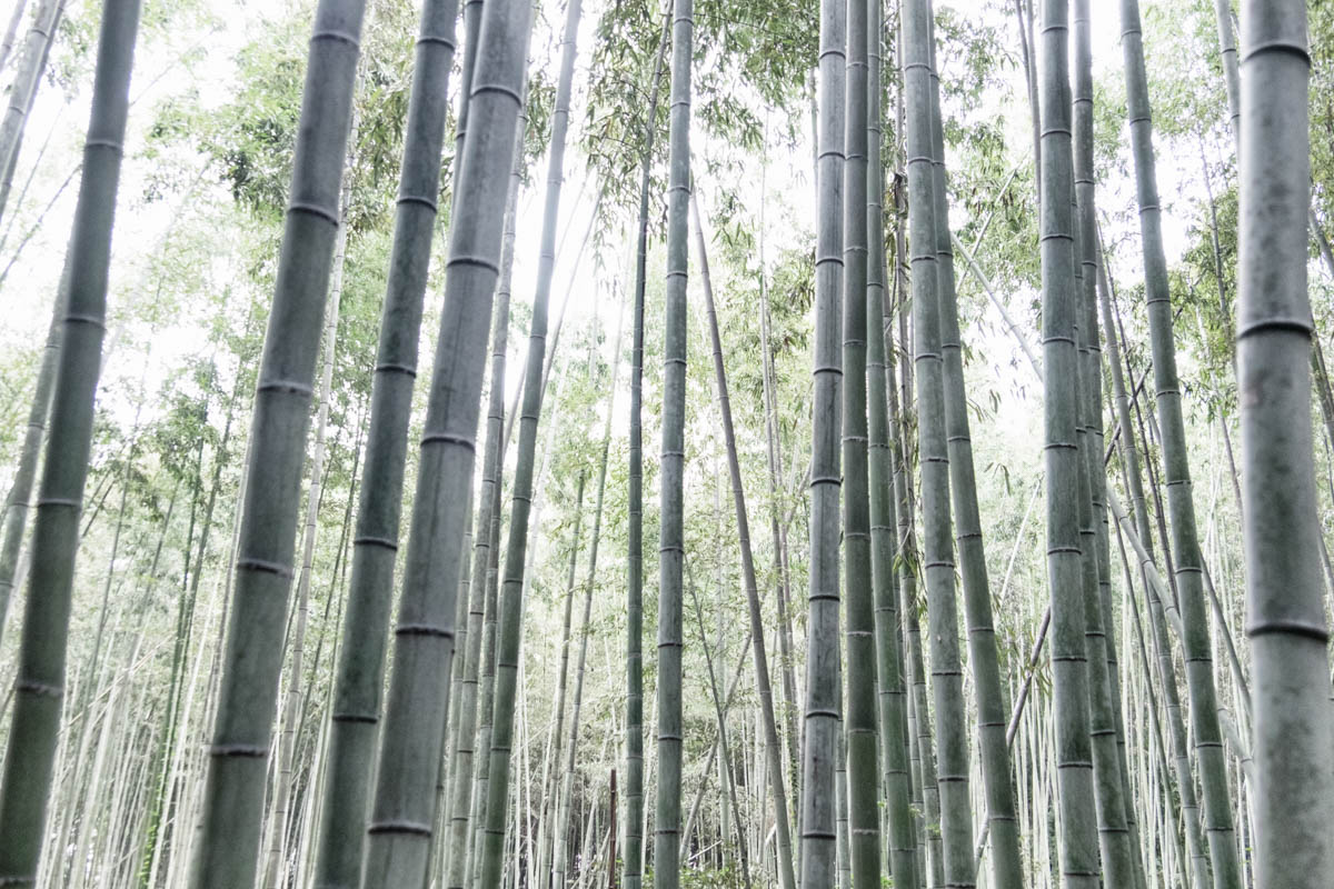 Bamboo