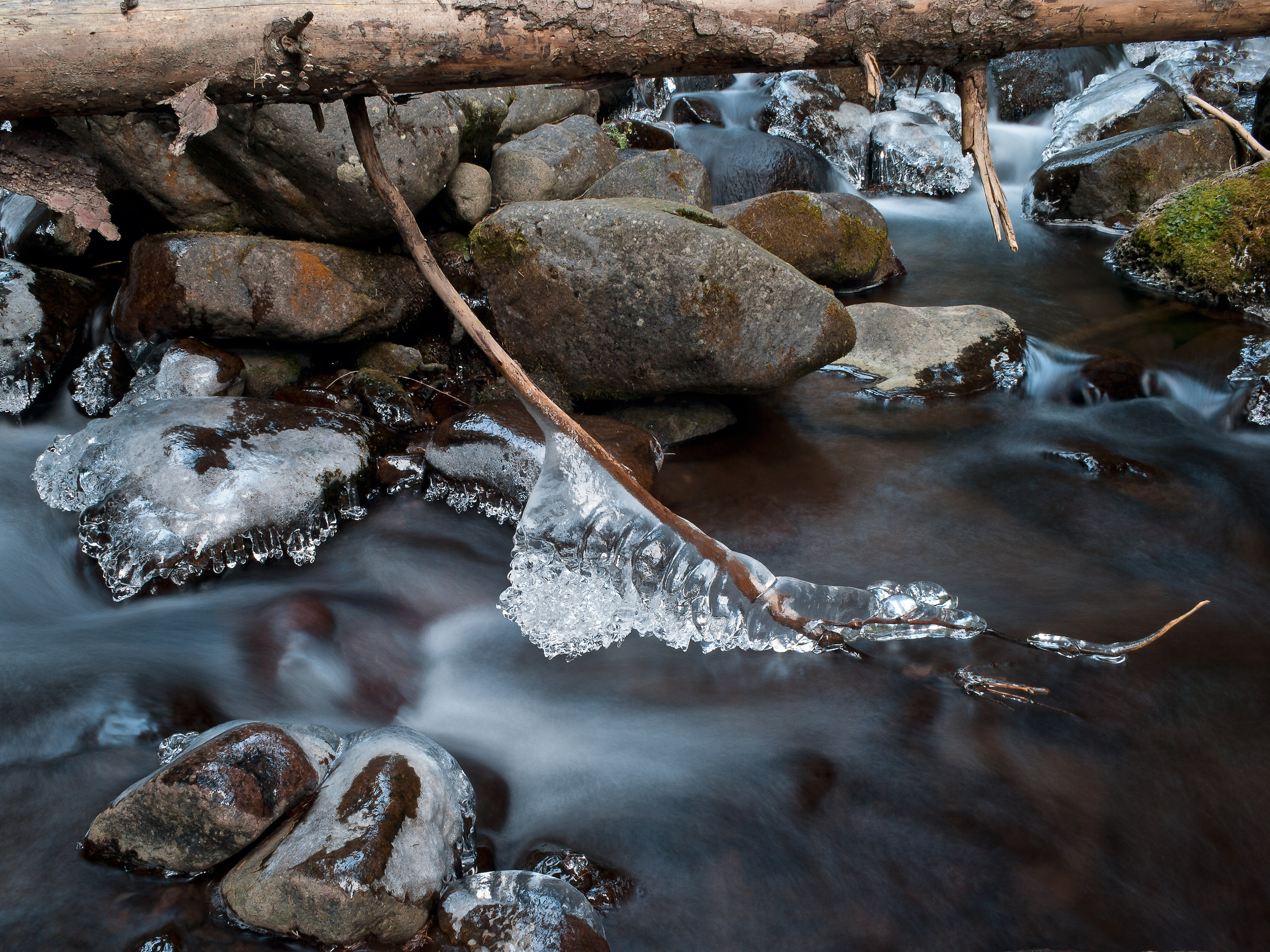 Christmas under the tree