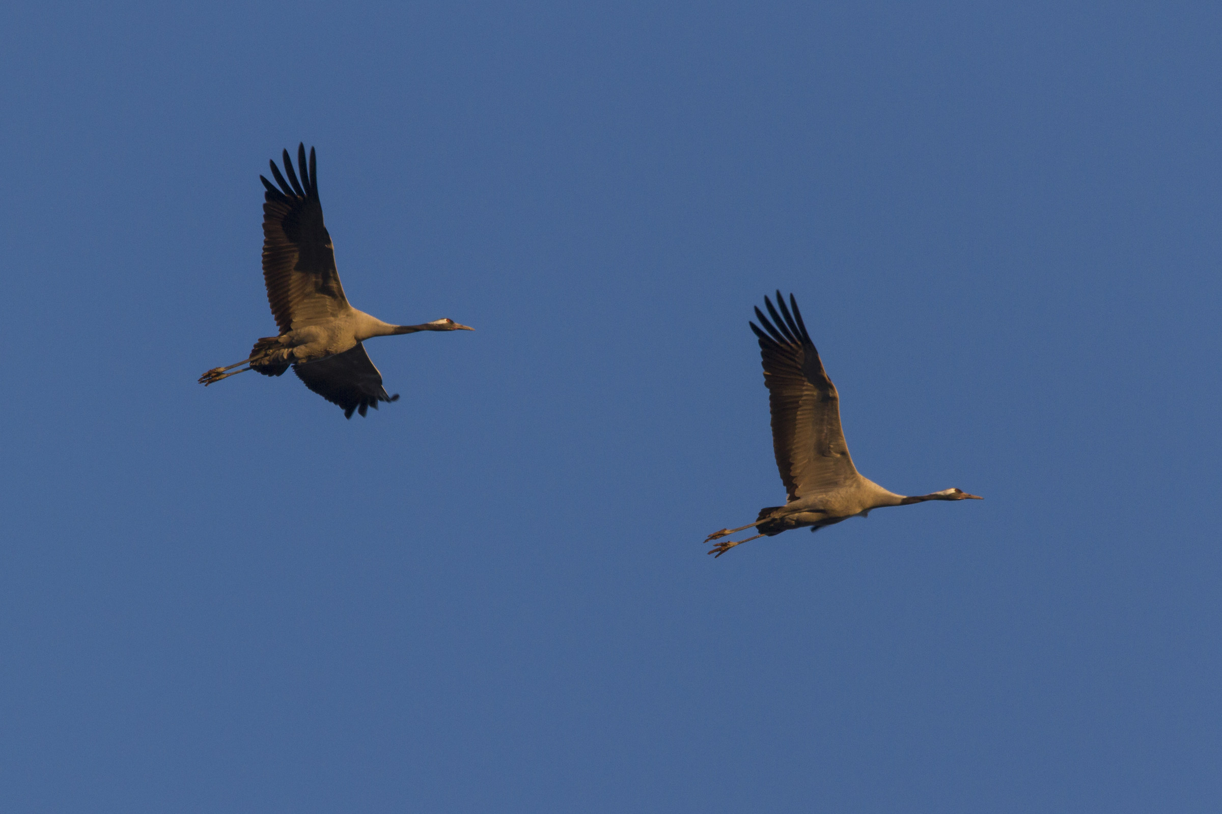 cranes in flight