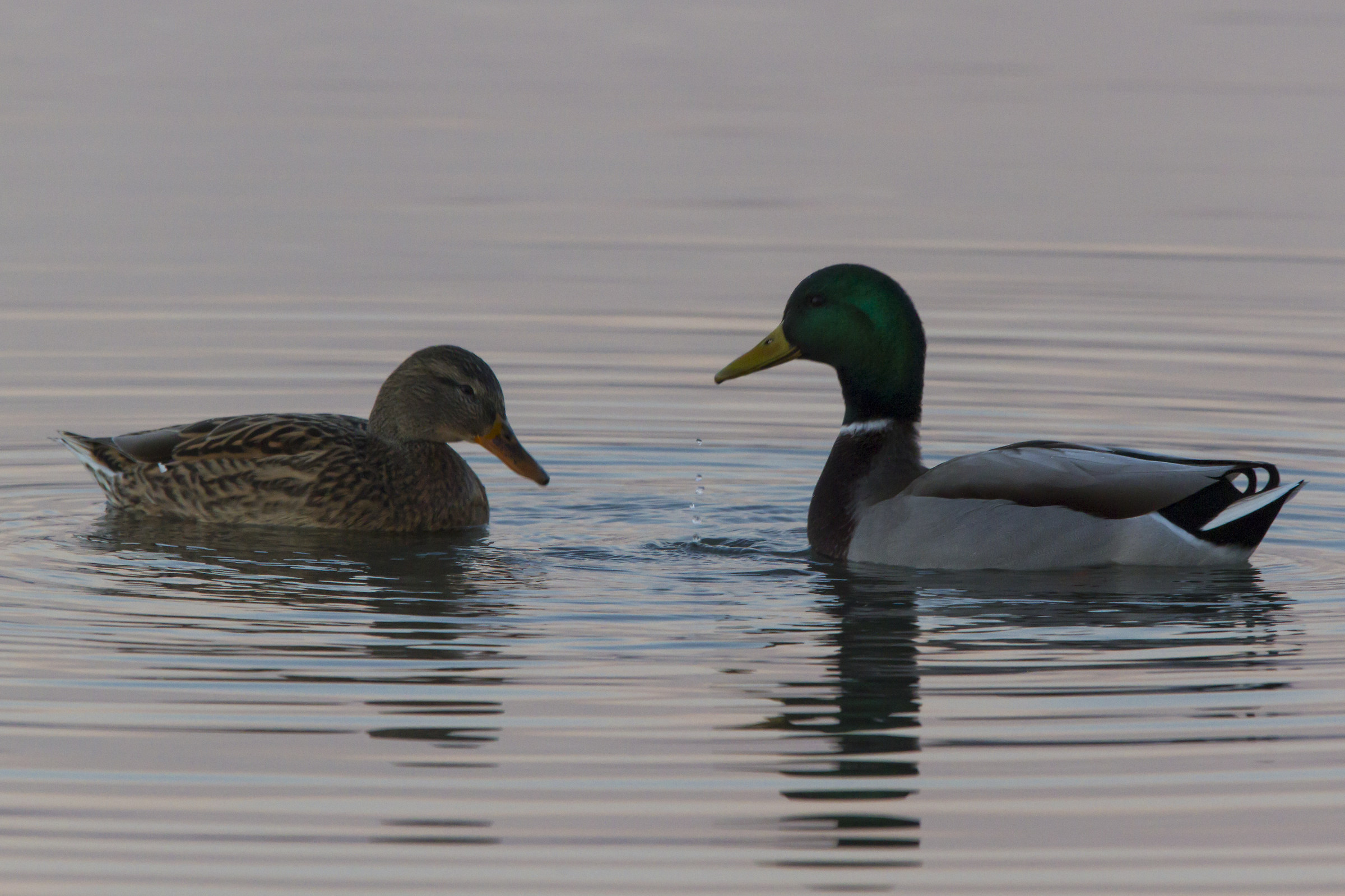 courting at sunset