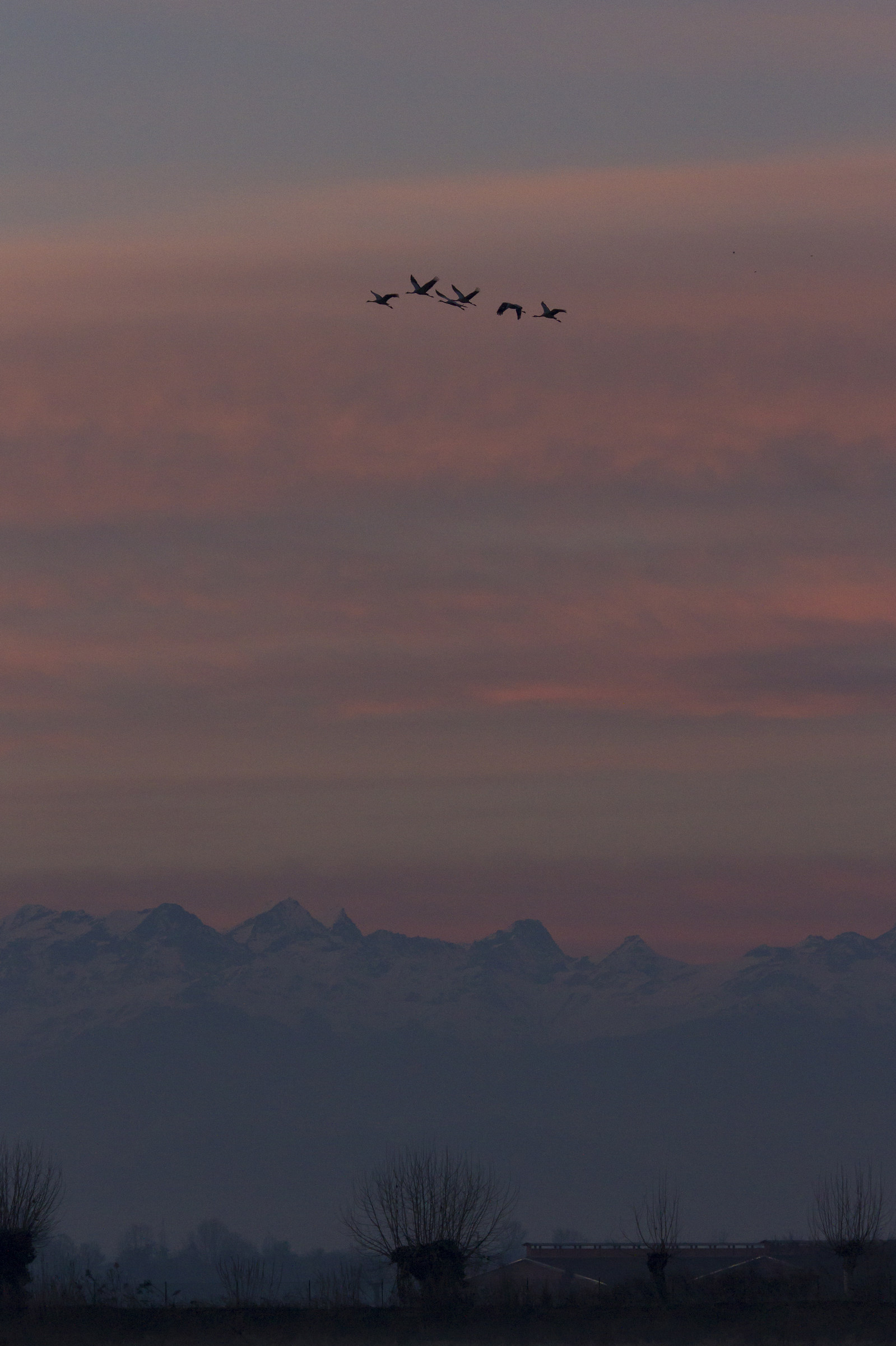 cranes flying at sunset