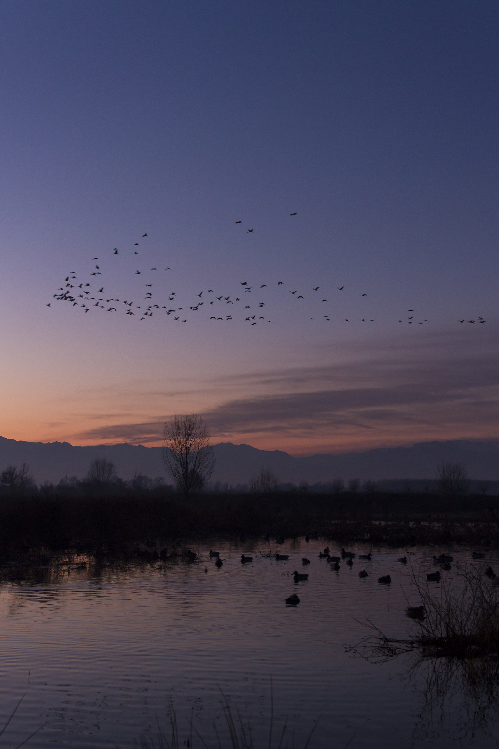 cranes flying at sunset