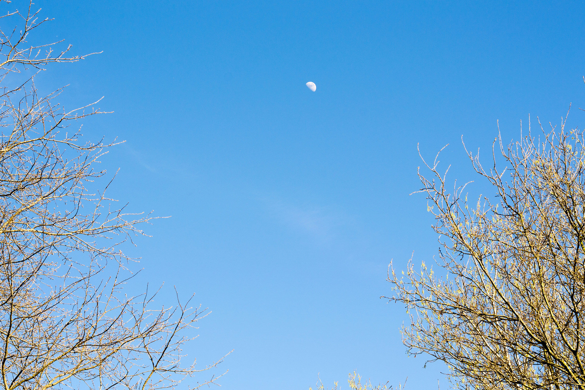 Moon in broad daylight