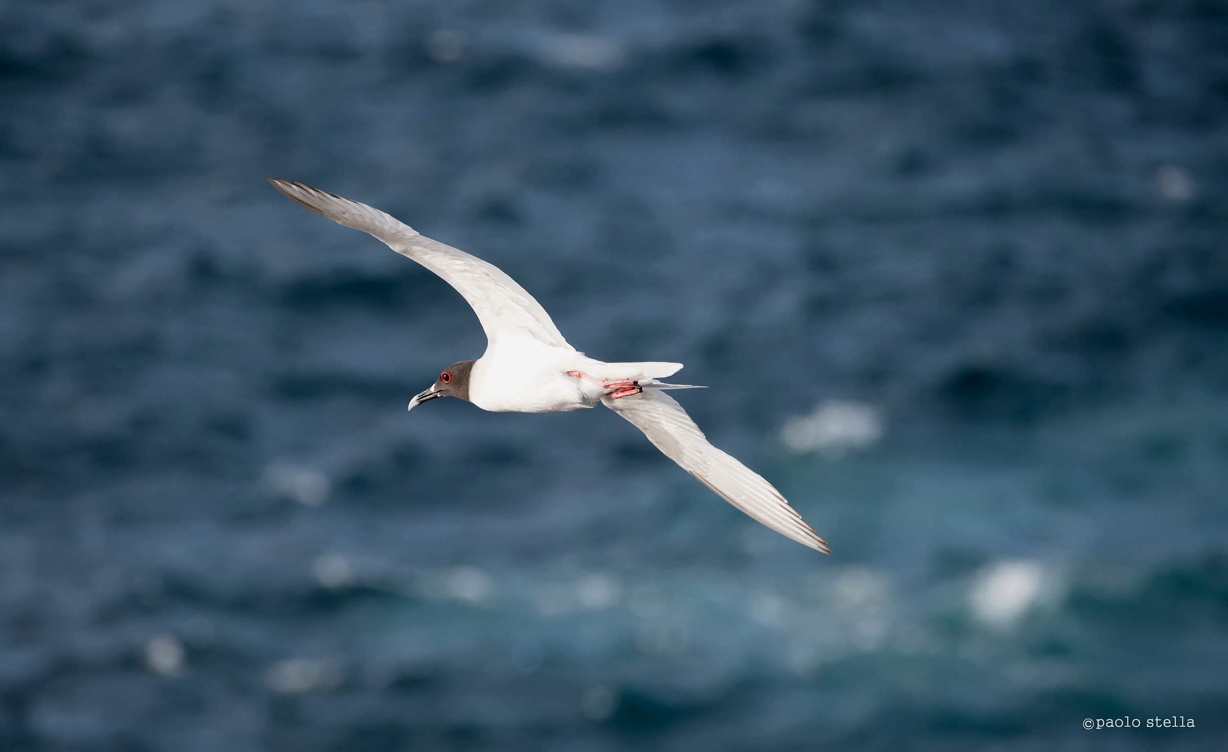 swallow-tailed gull (Creagrus furcatus)