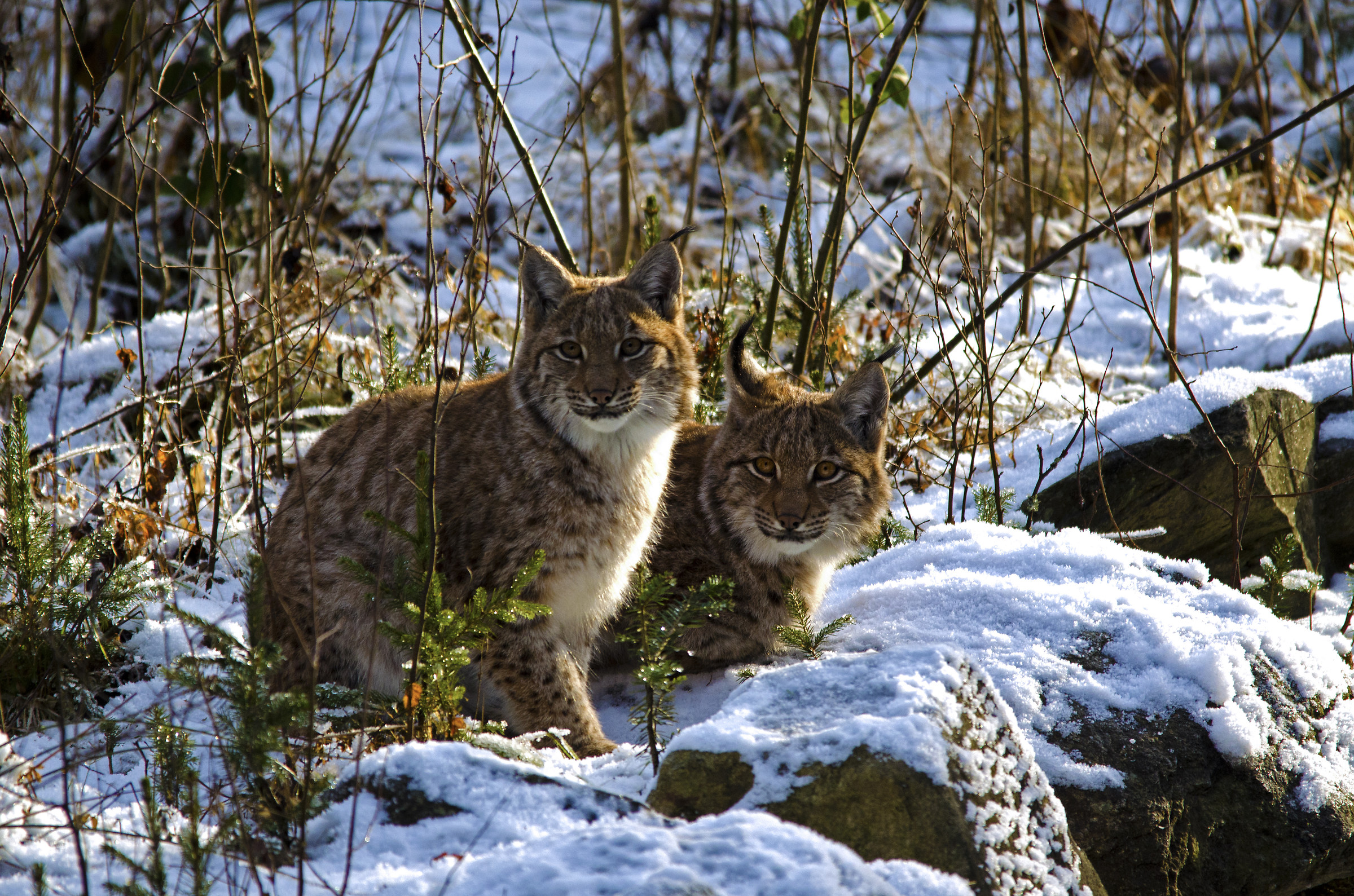 Fratelli sempre insieme (Lynx lynx)