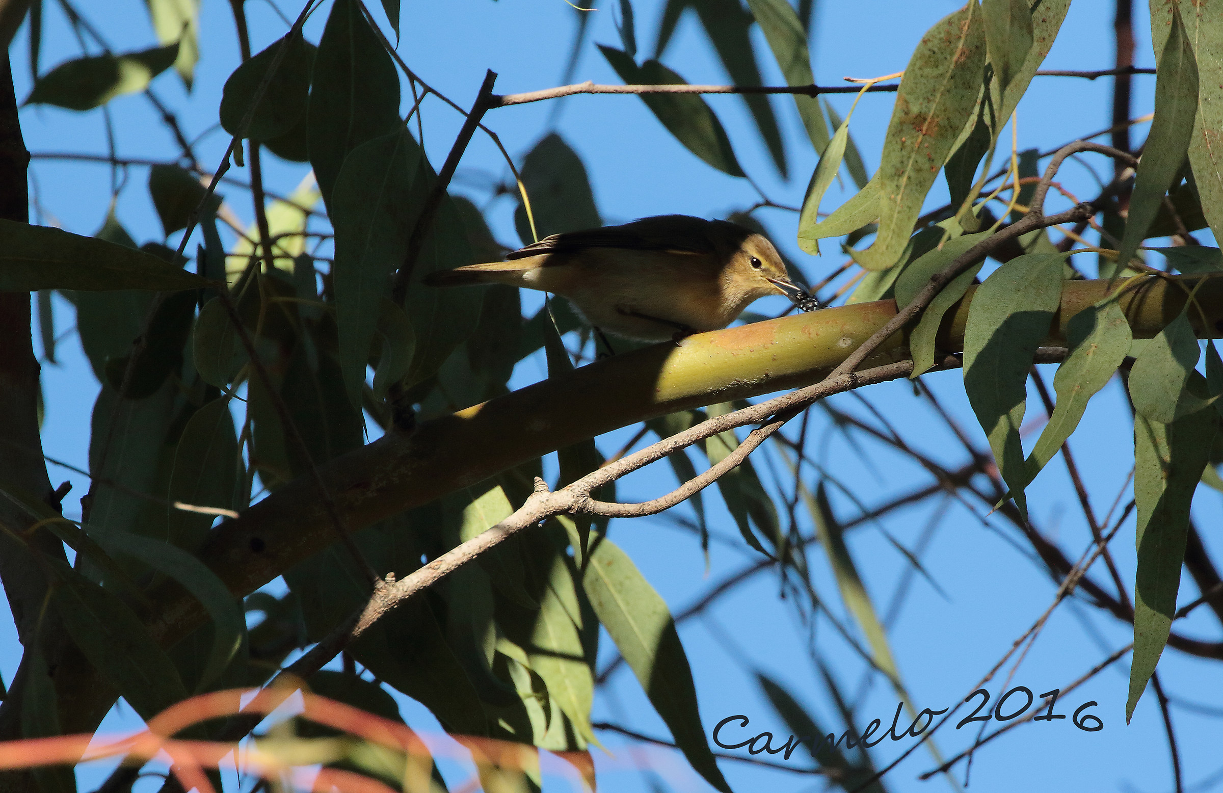 luì piccolo con preda