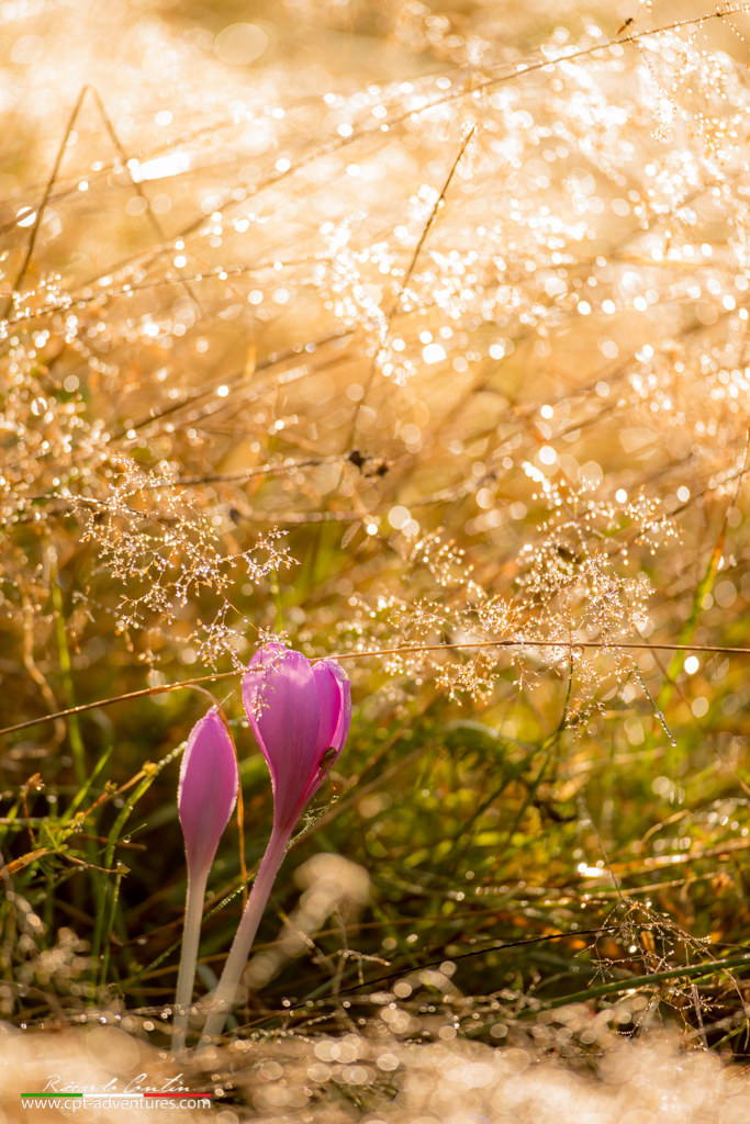 Sunset between bloom and cold