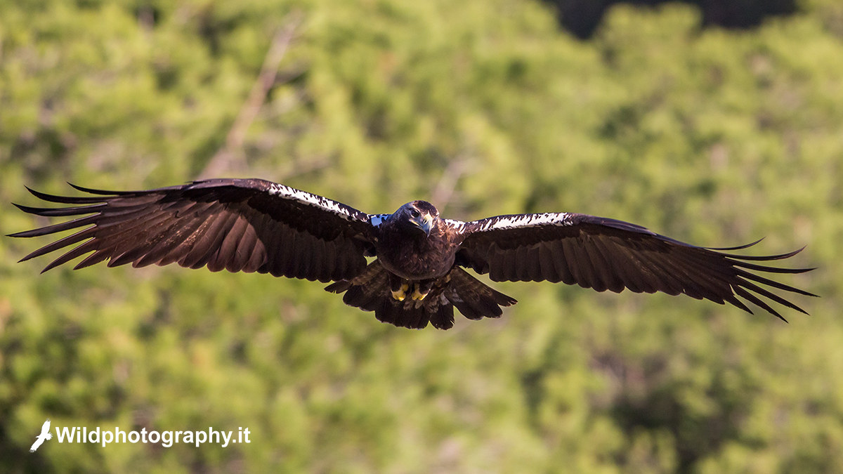 Spanish Imperial Eagle