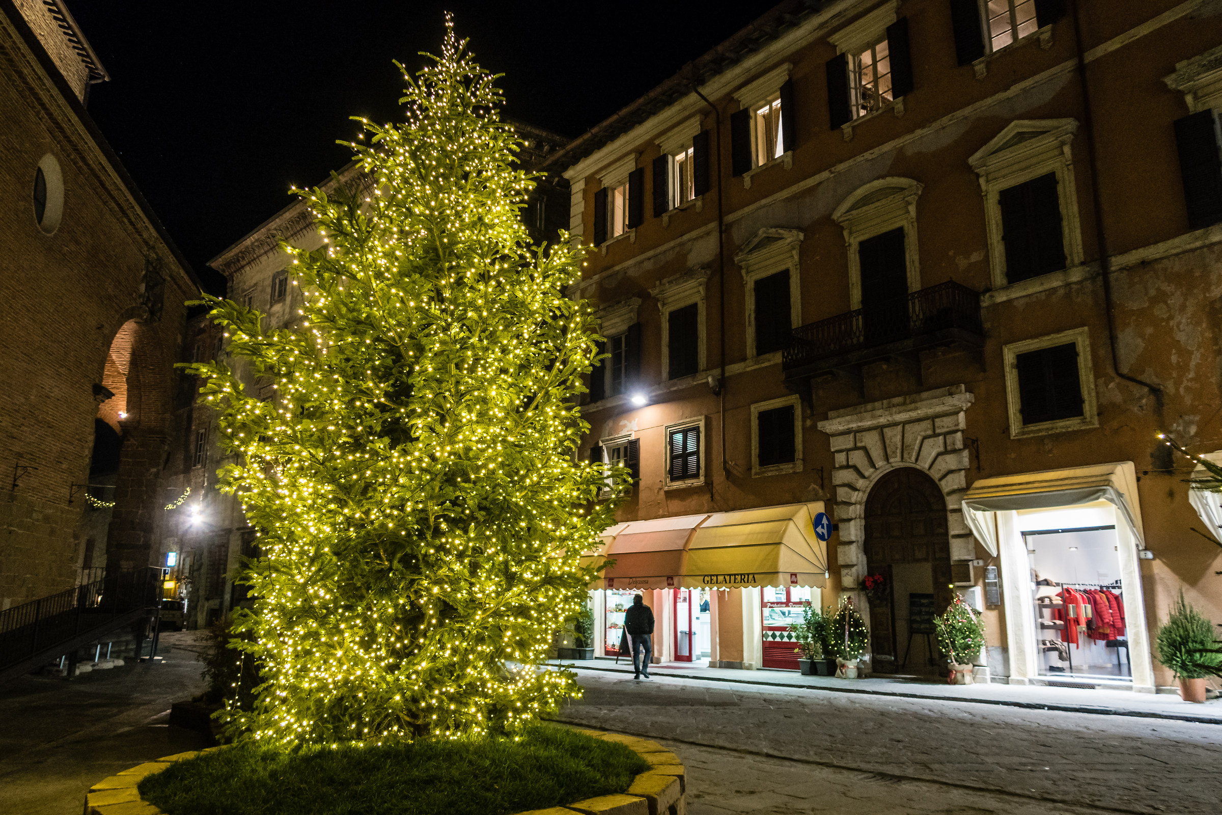 Albero - Città della Pieve(PG)