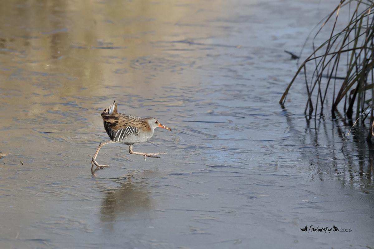 Porciglione pattinatore