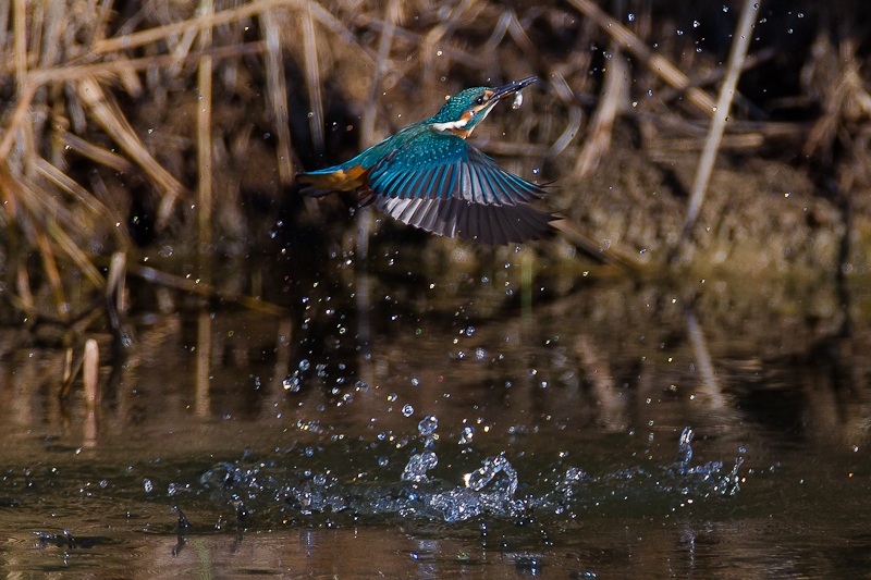 Riemersione Gloriosa