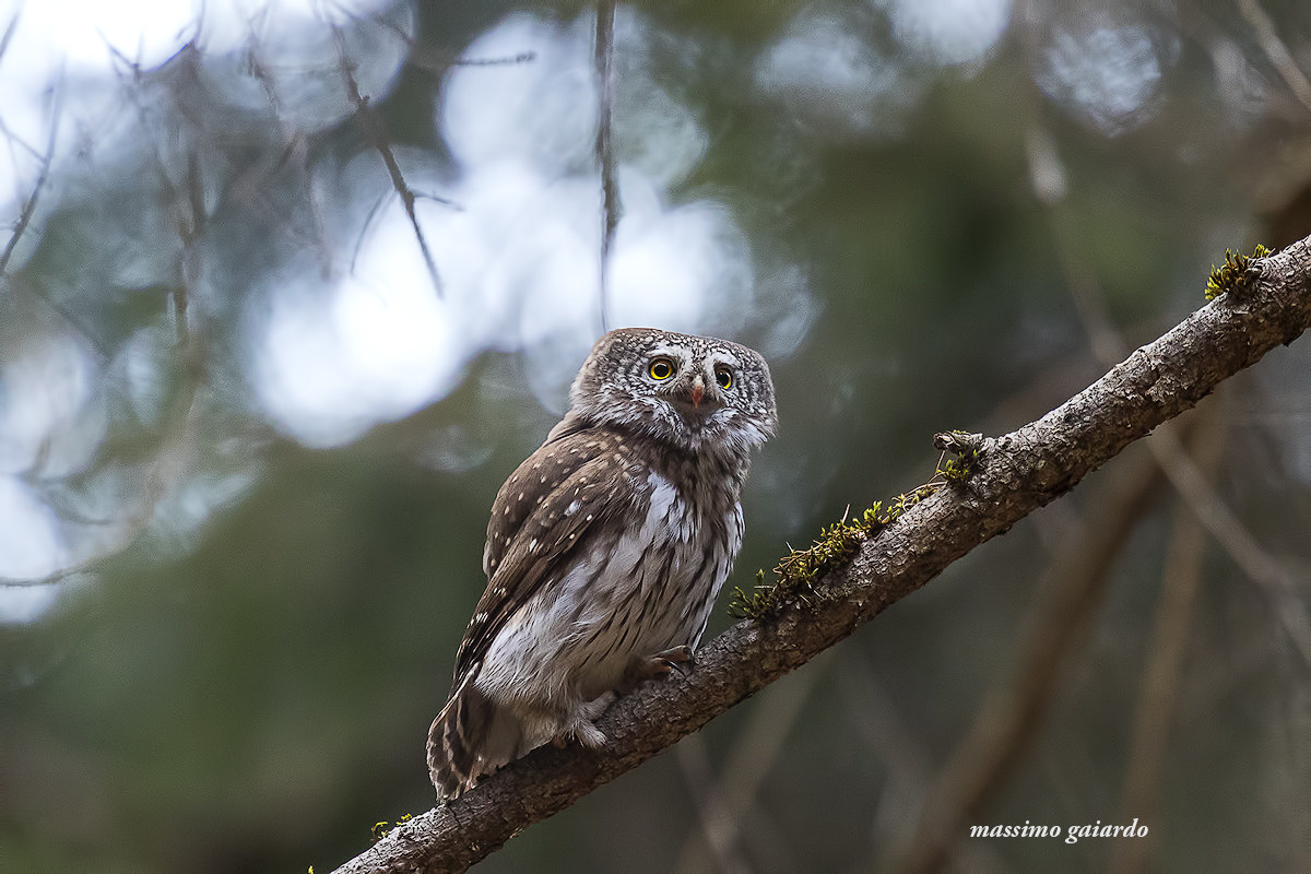 pygmy owl! : =)