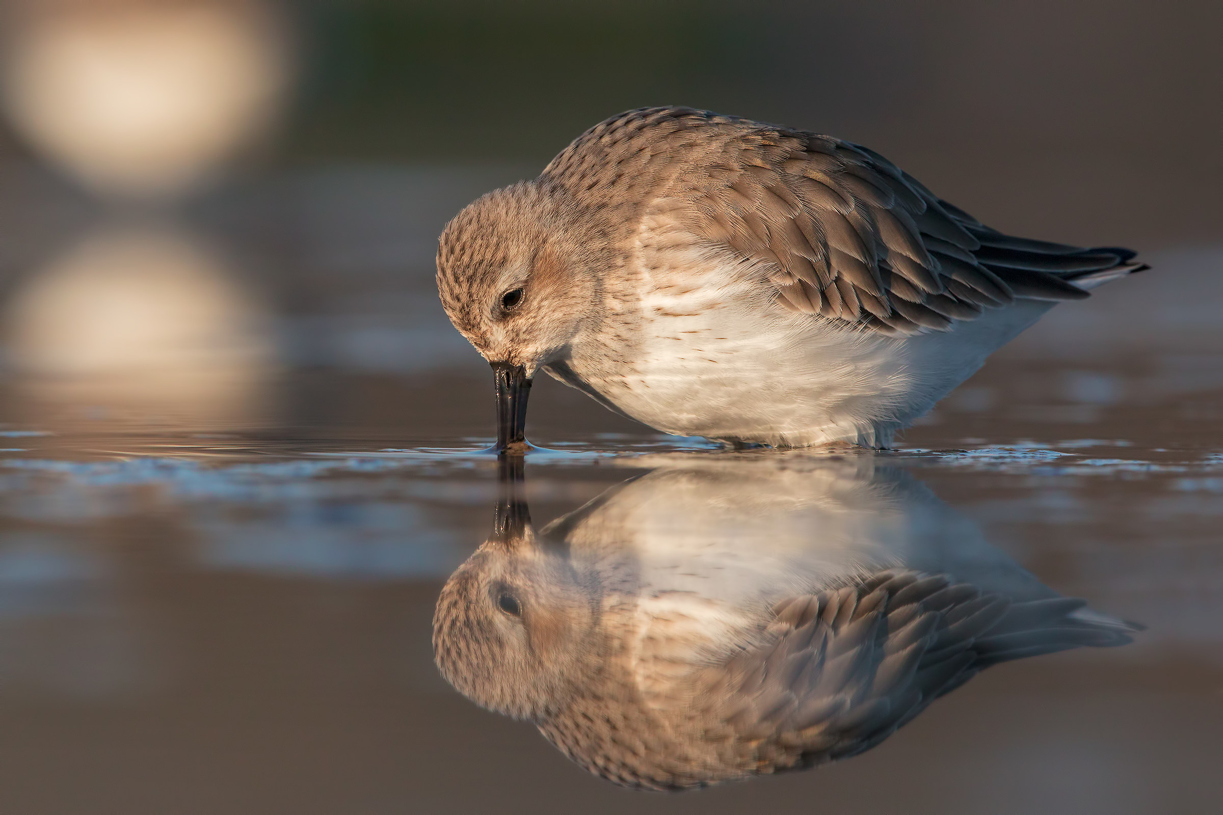dunlin