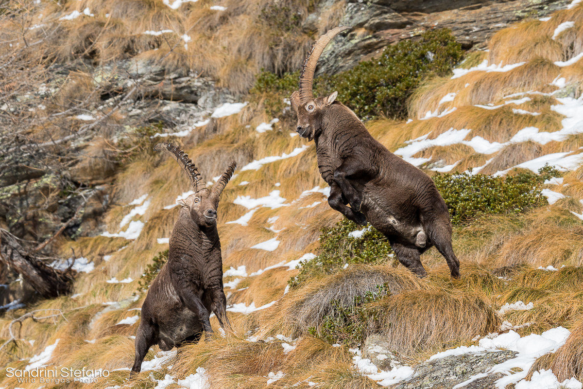 Lotta tra stambecchi