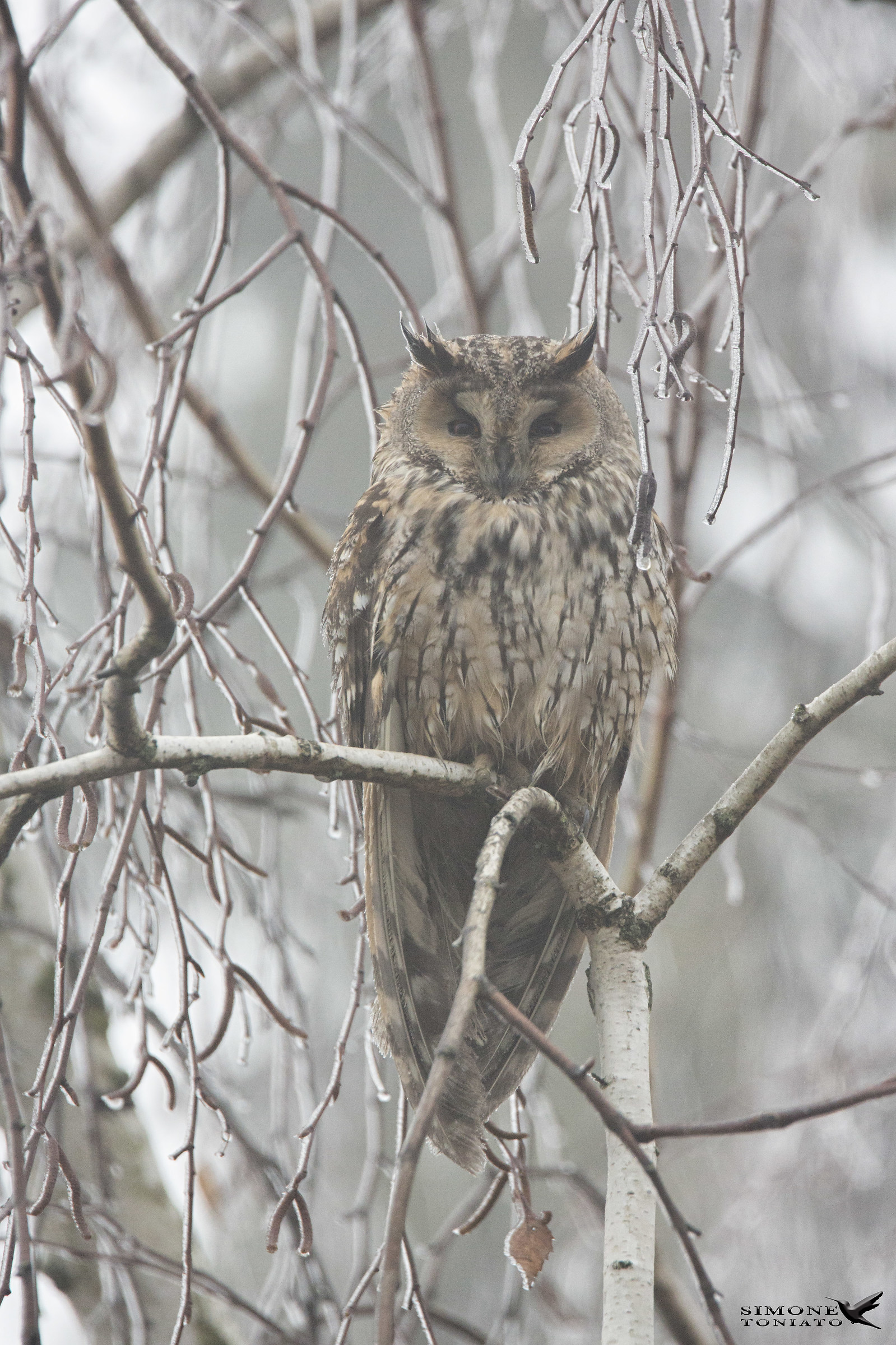 Gufo comune Asio Otus