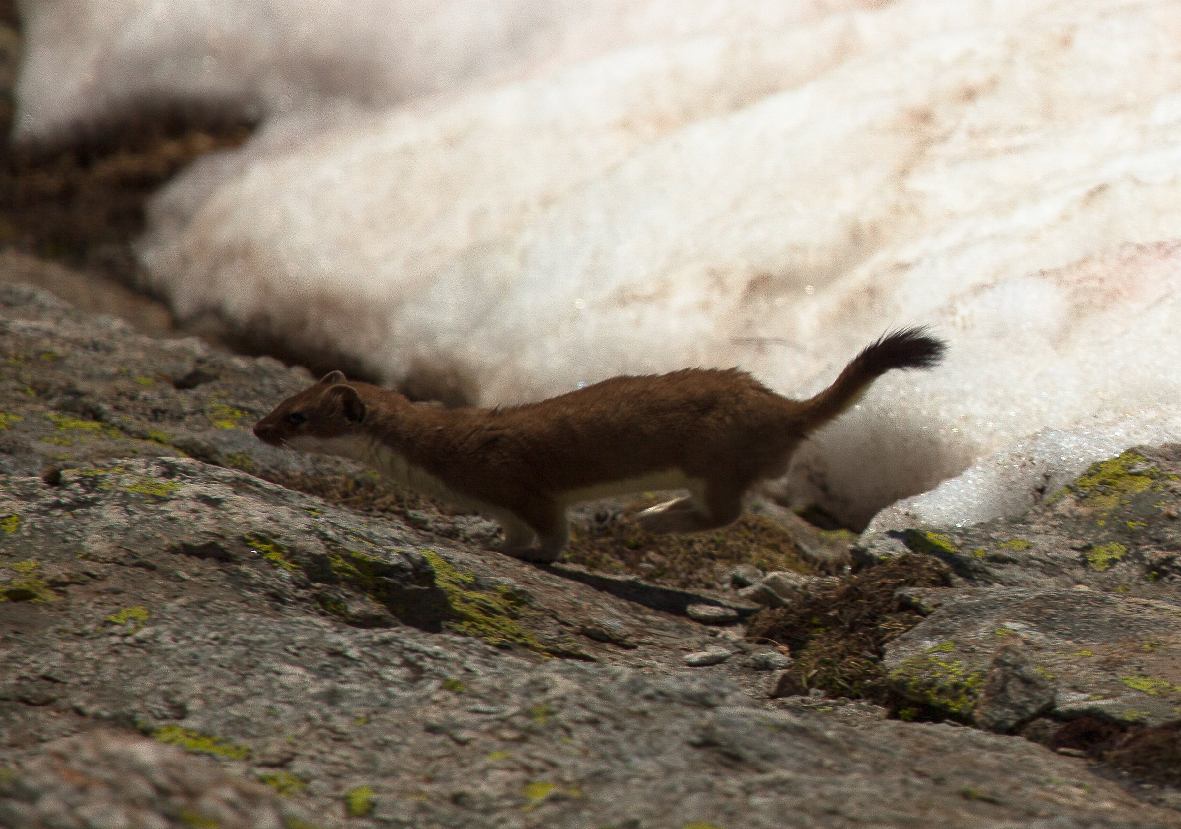 Ermellino disturbato