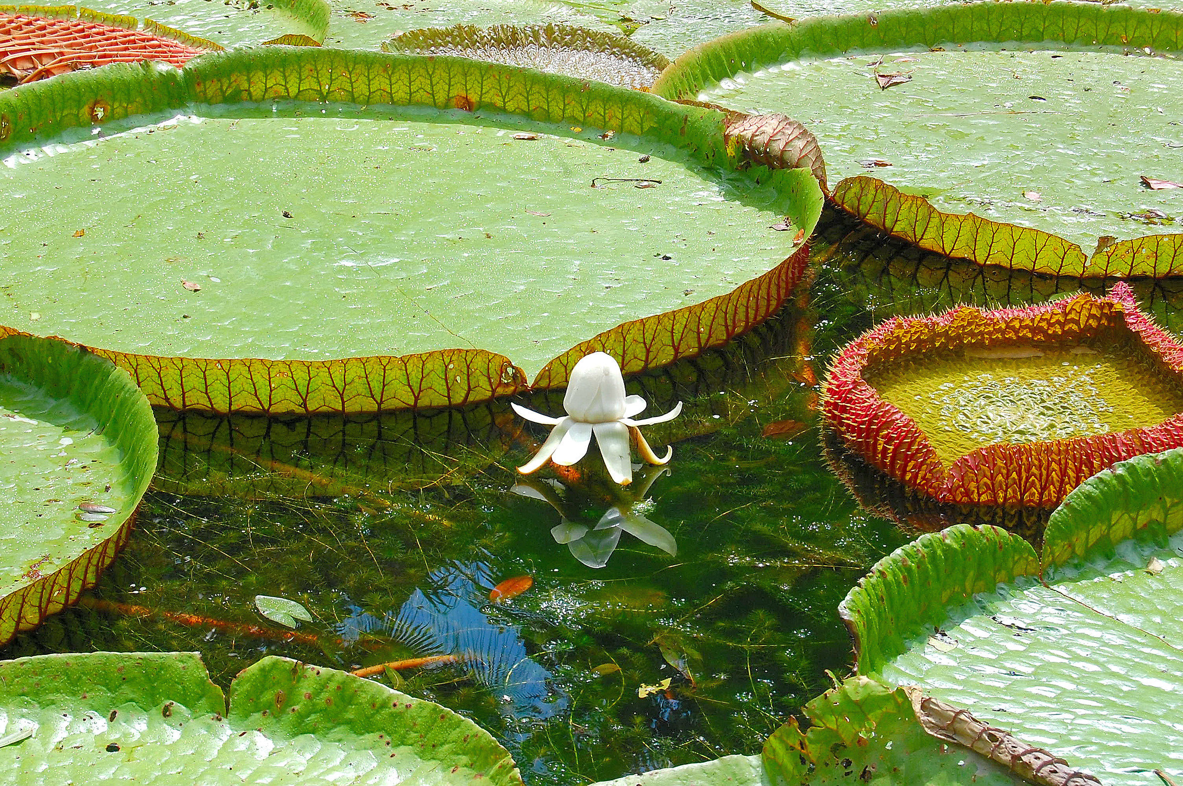 Mauritius:Orto Botanico di Pamplemousses