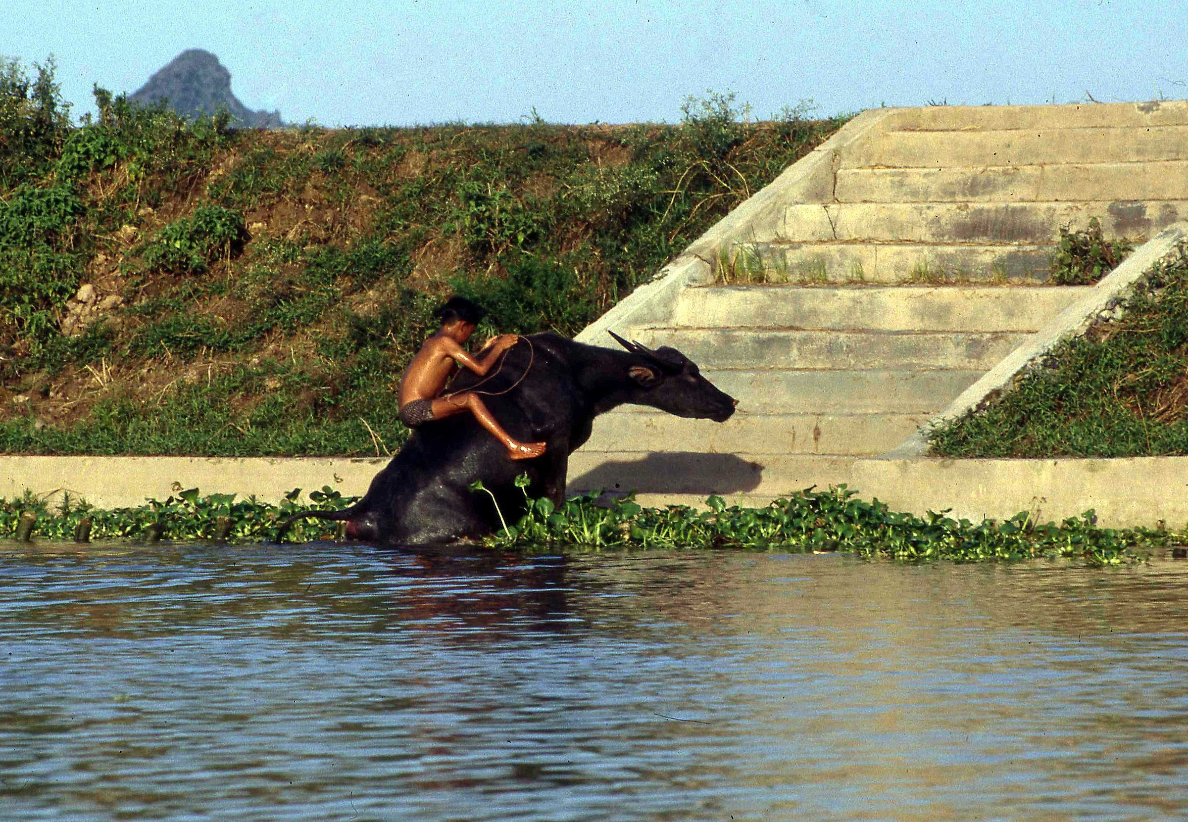 650 Great ability to stay on the back .......