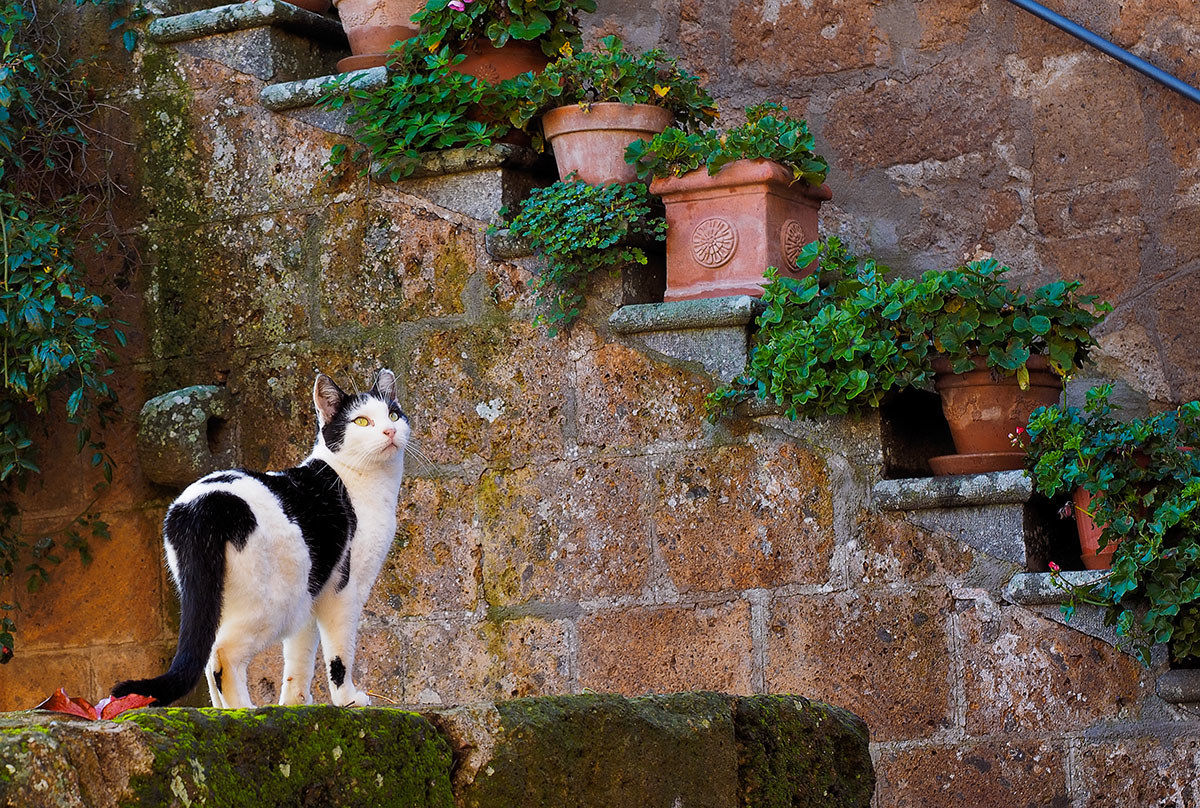 Gatto nella città che muore