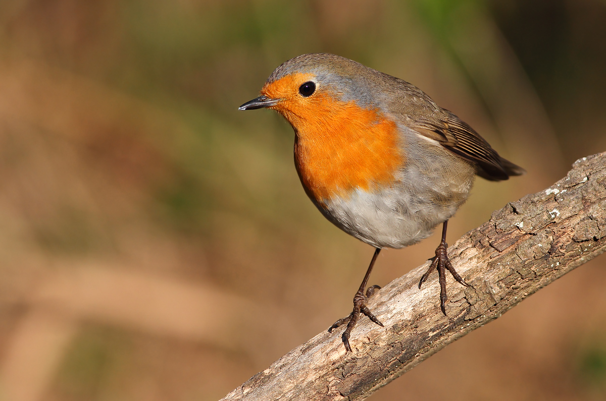Robin