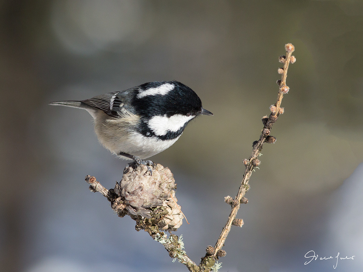 coal tit